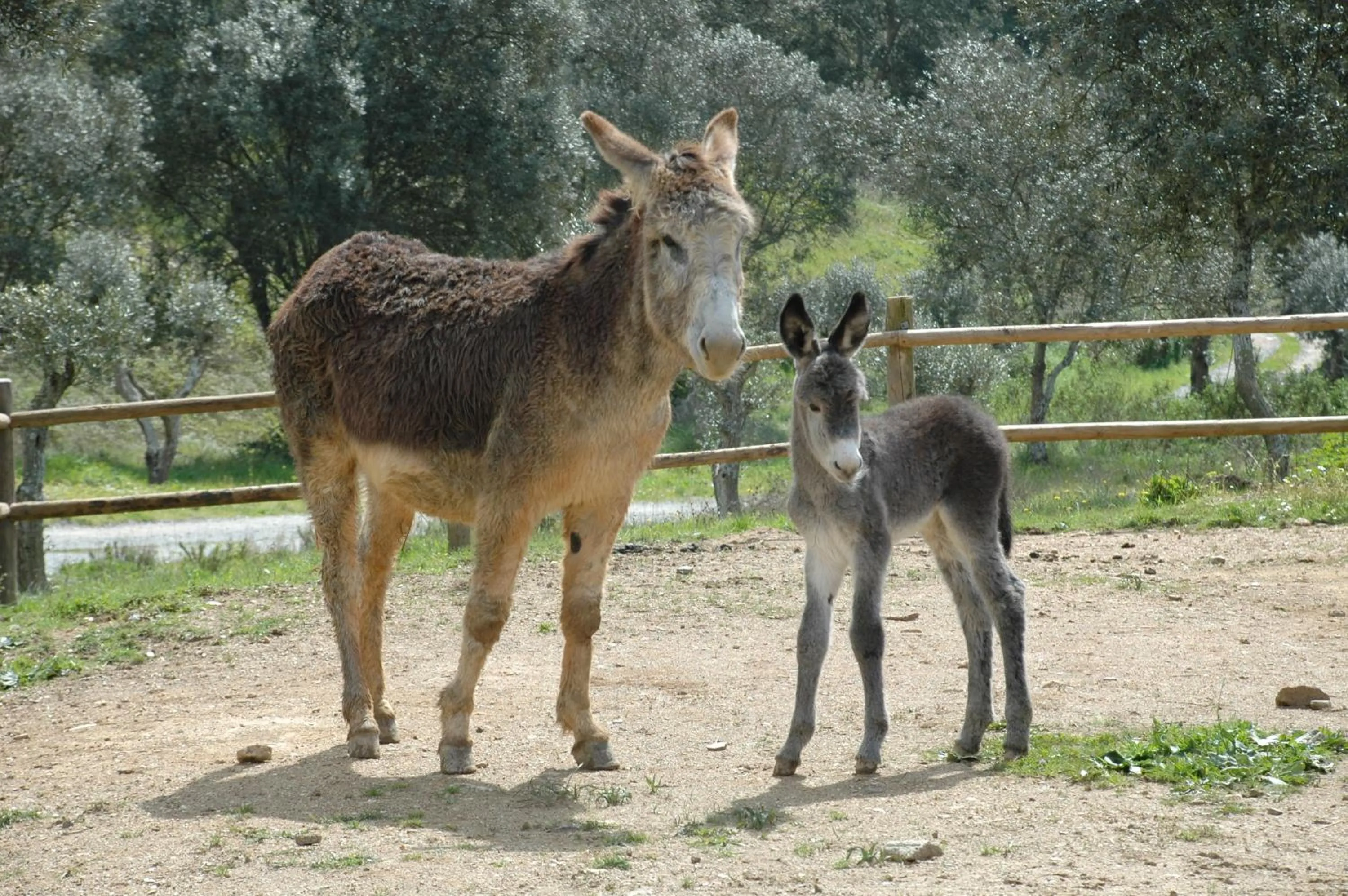 Animals in Quinta do Chocalhinho Agroturismo & SPA