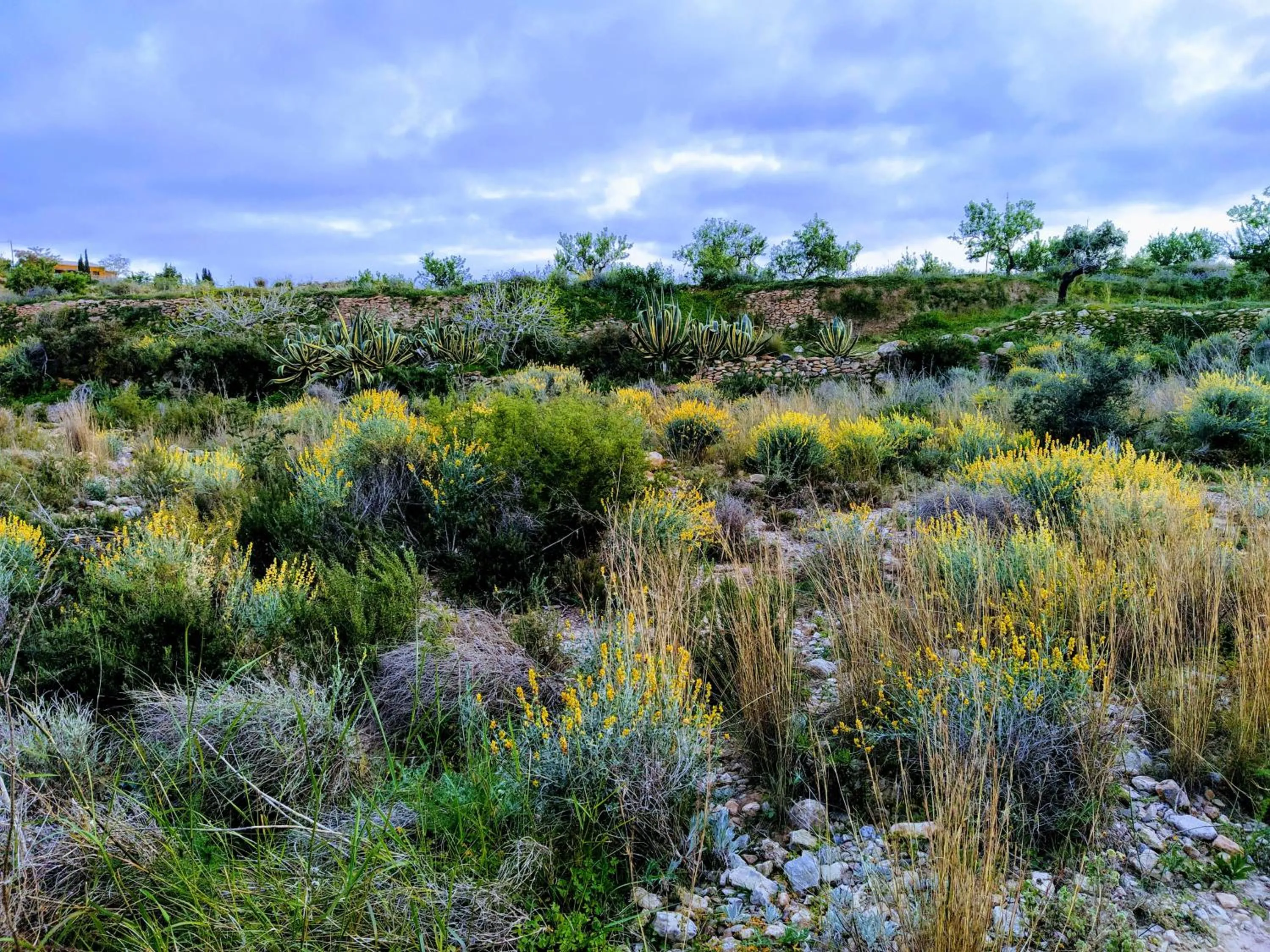 Natural landscape in Espacio Finca Alegría - Rural Houses & Rooms