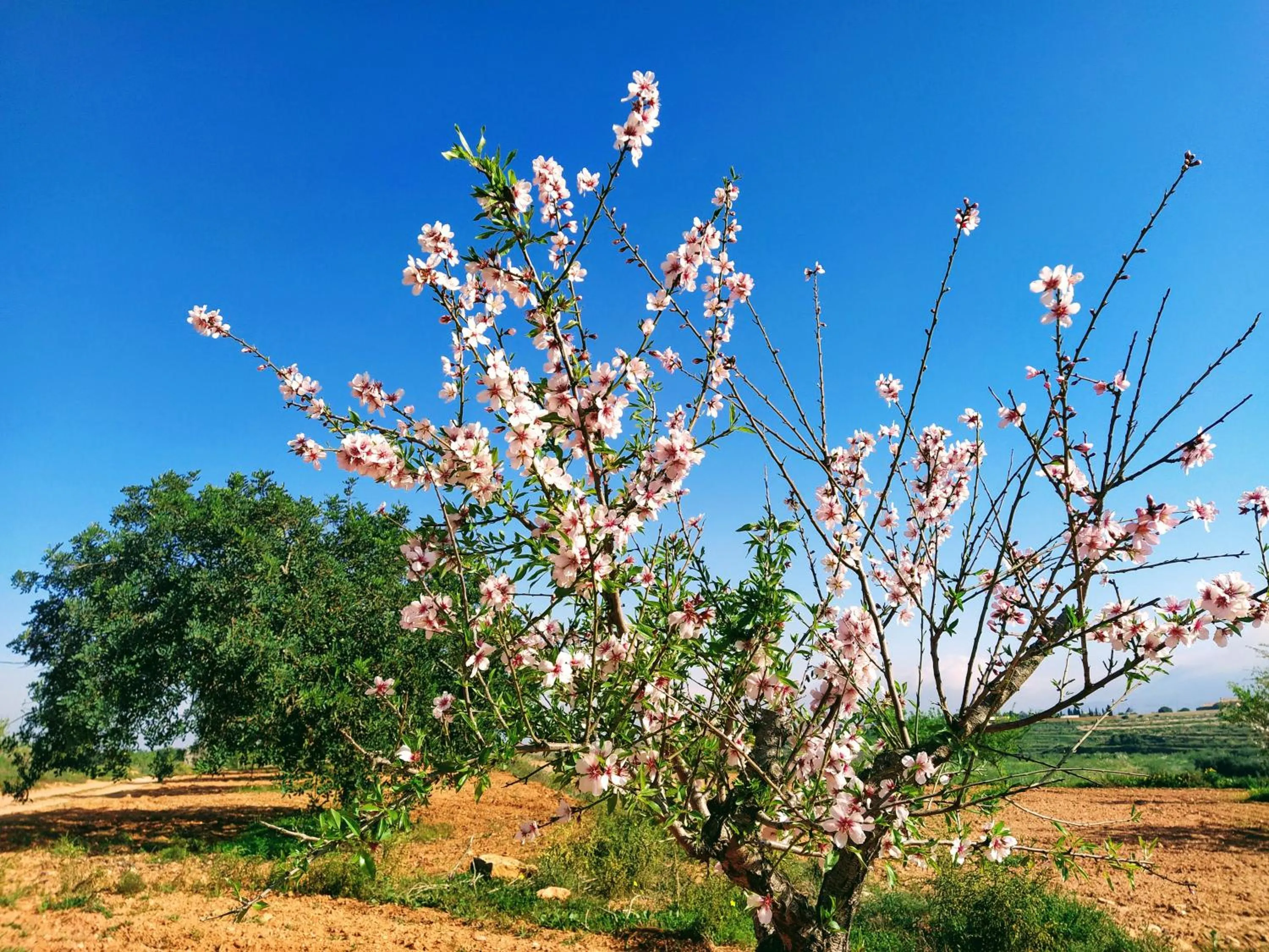 Natural landscape in Espacio Finca Alegría - Rural Houses & Rooms