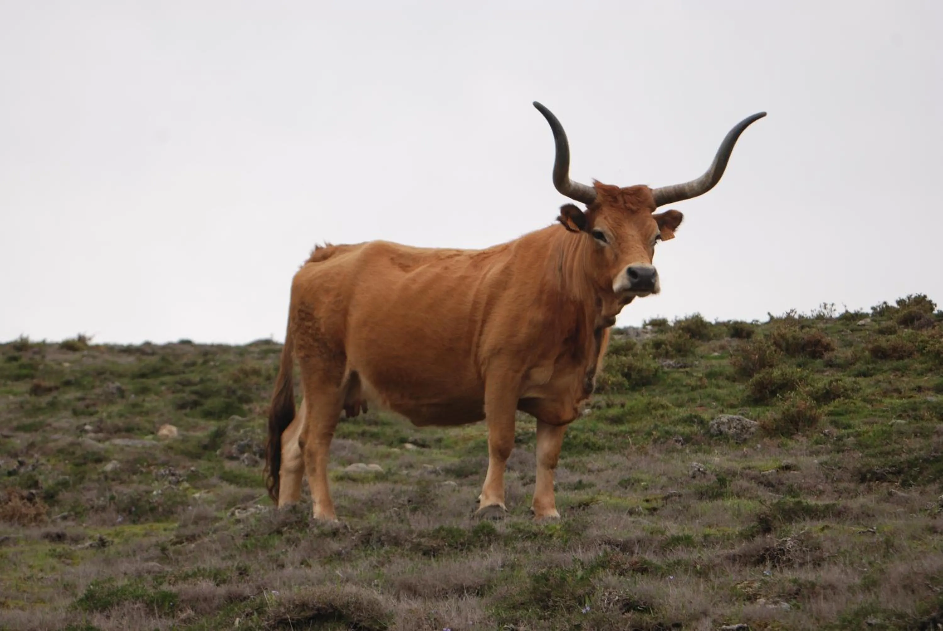 Nearby landmark in Hotel Carvalho Araujo