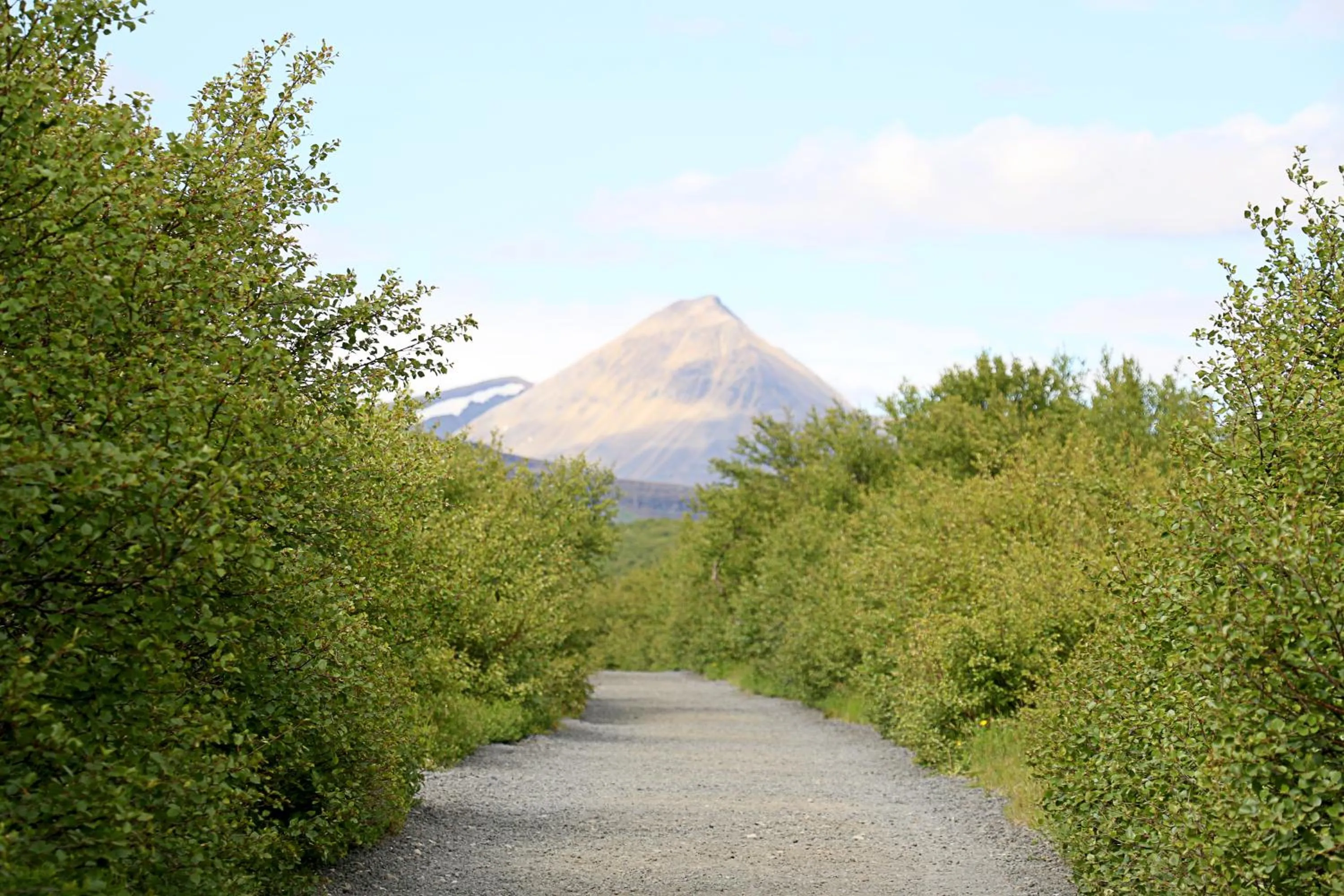 Natural landscape in Hótel Bifröst