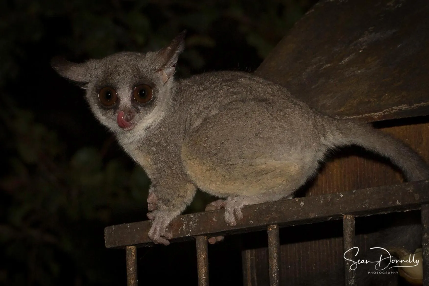 Animals in Ubuntu Bed and Breakfast