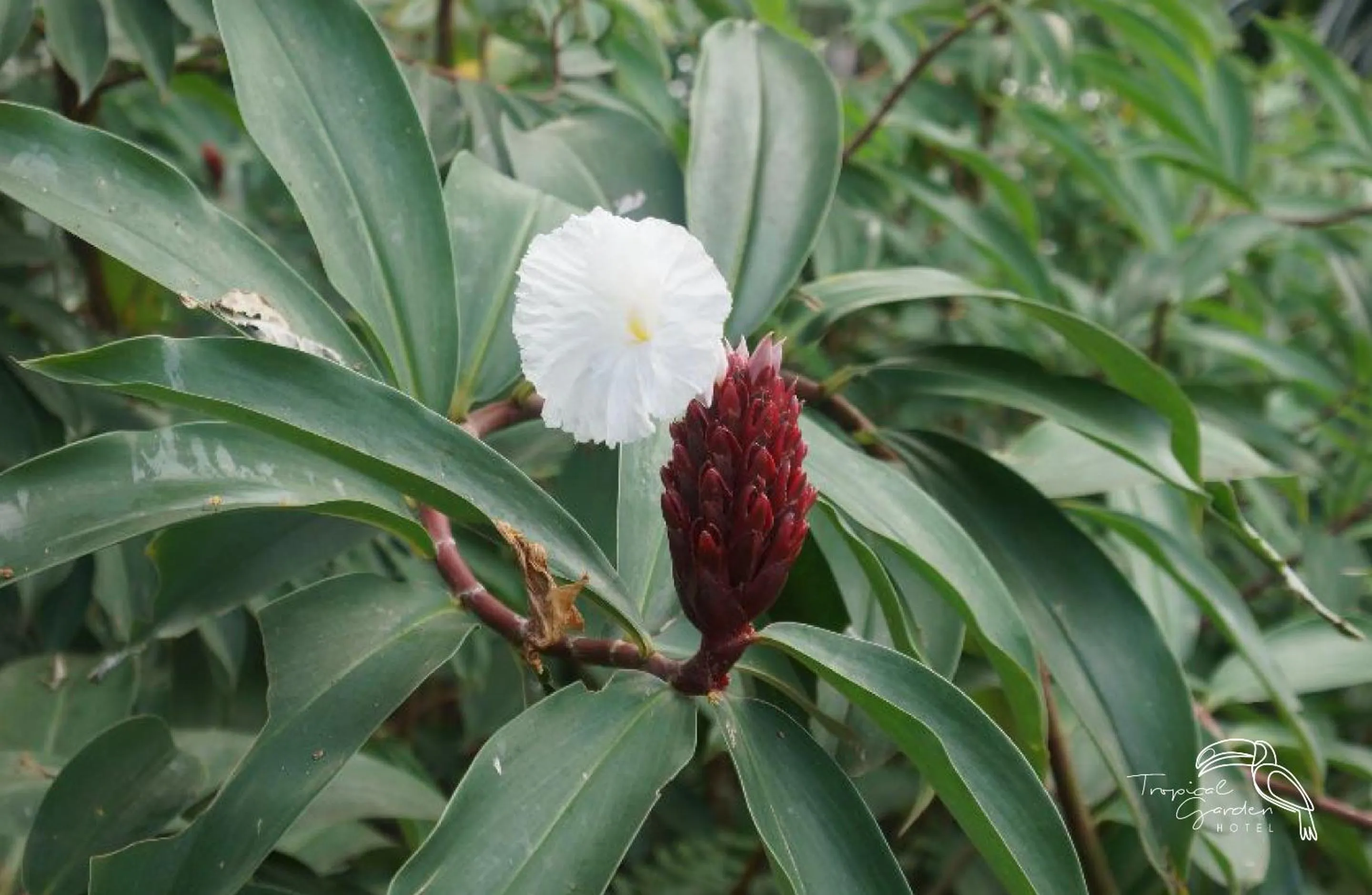 Garden in Tropical Garden Hotel