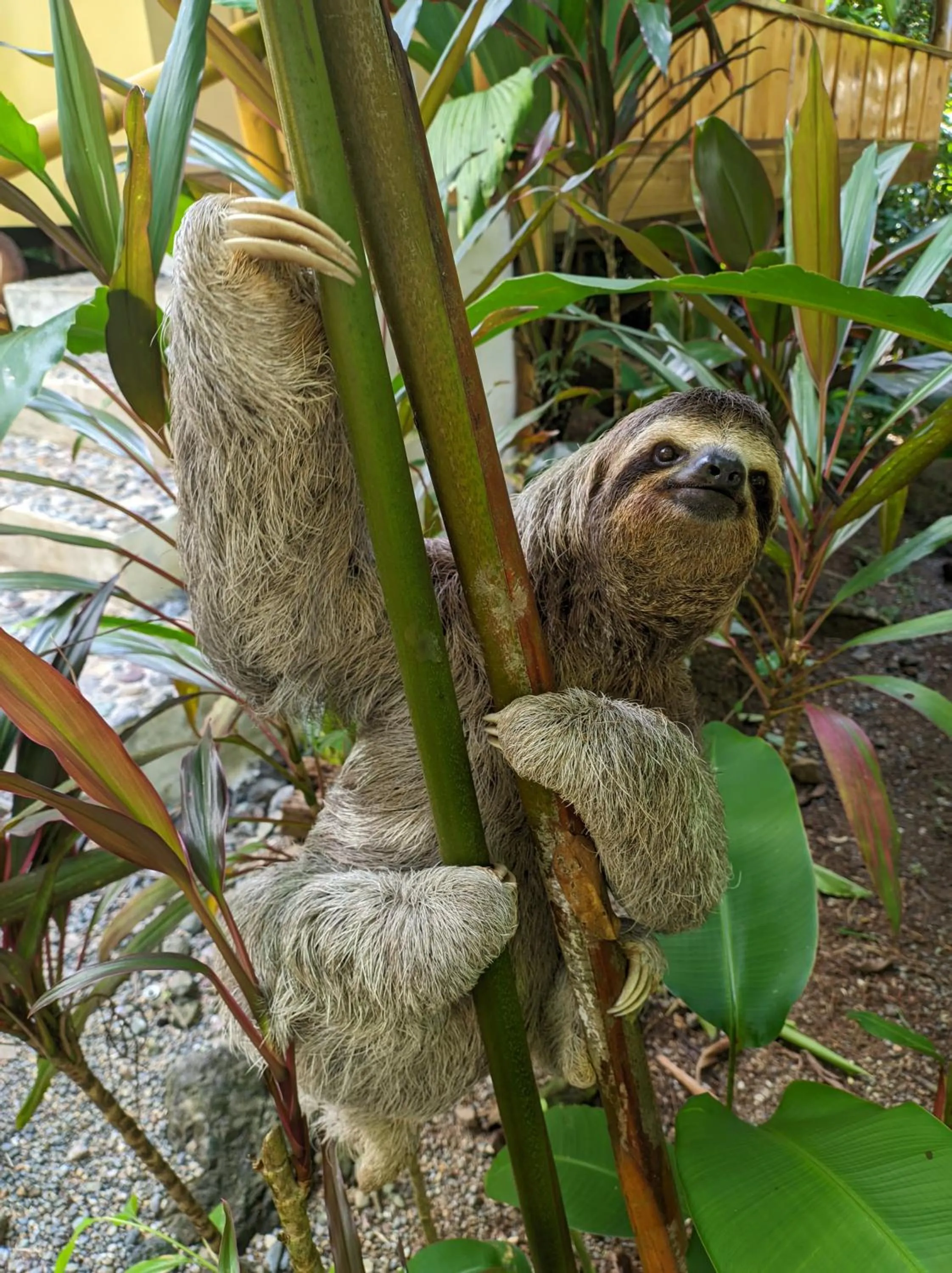 Animals in Copa De Arbol Beach & Rainforest Resort