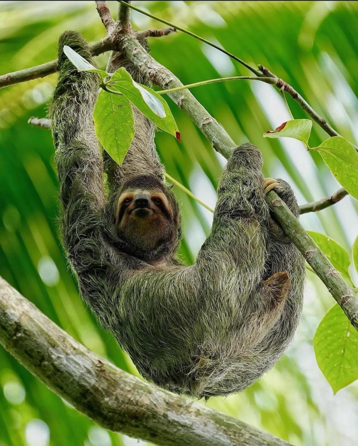 Animals in Copa De Arbol Beach & Rainforest Resort