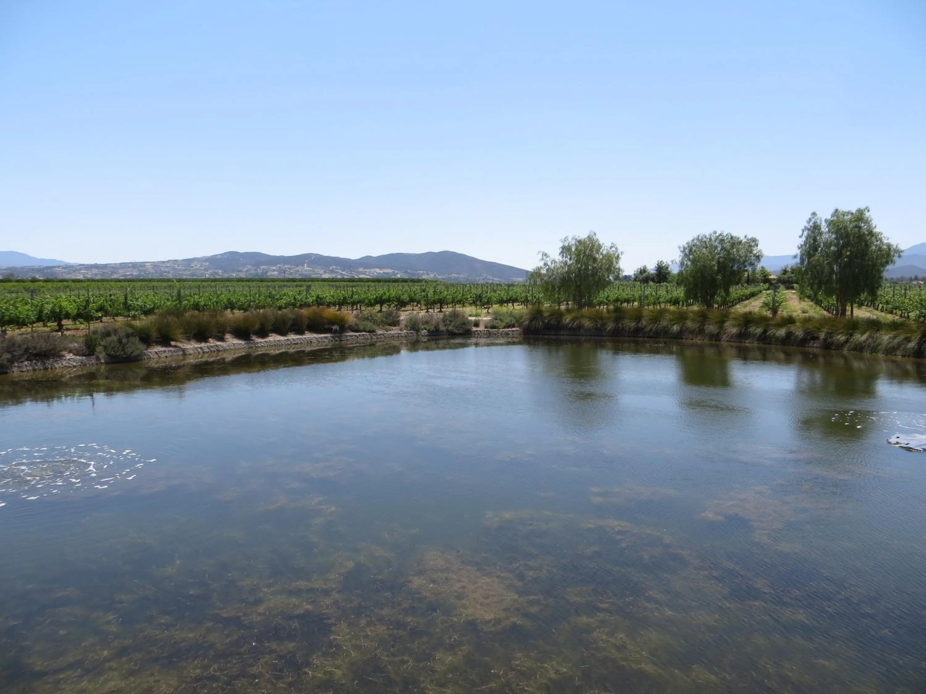 Natural landscape in Ponte Vineyard Inn