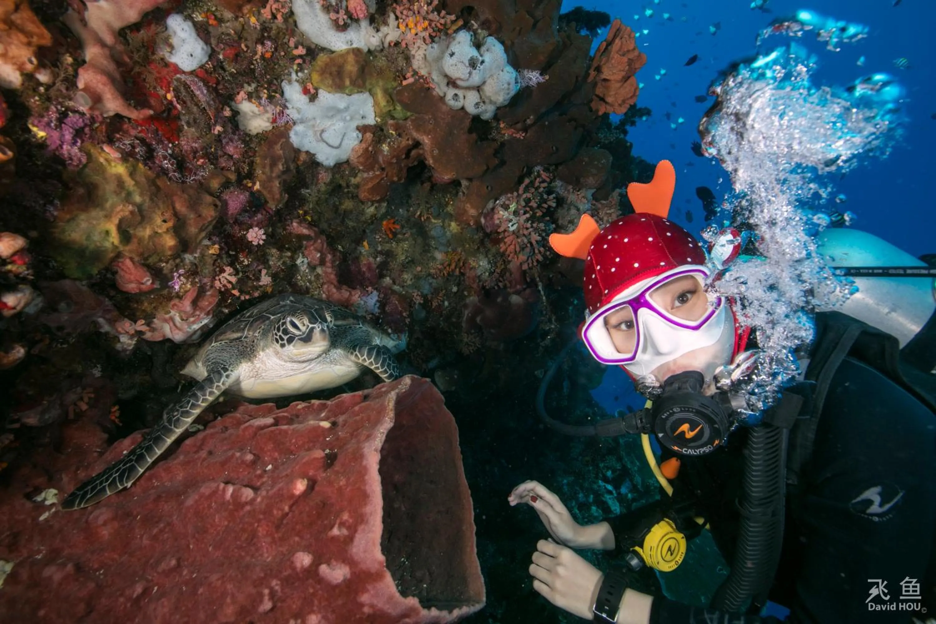 Diving in The Village Bunaken