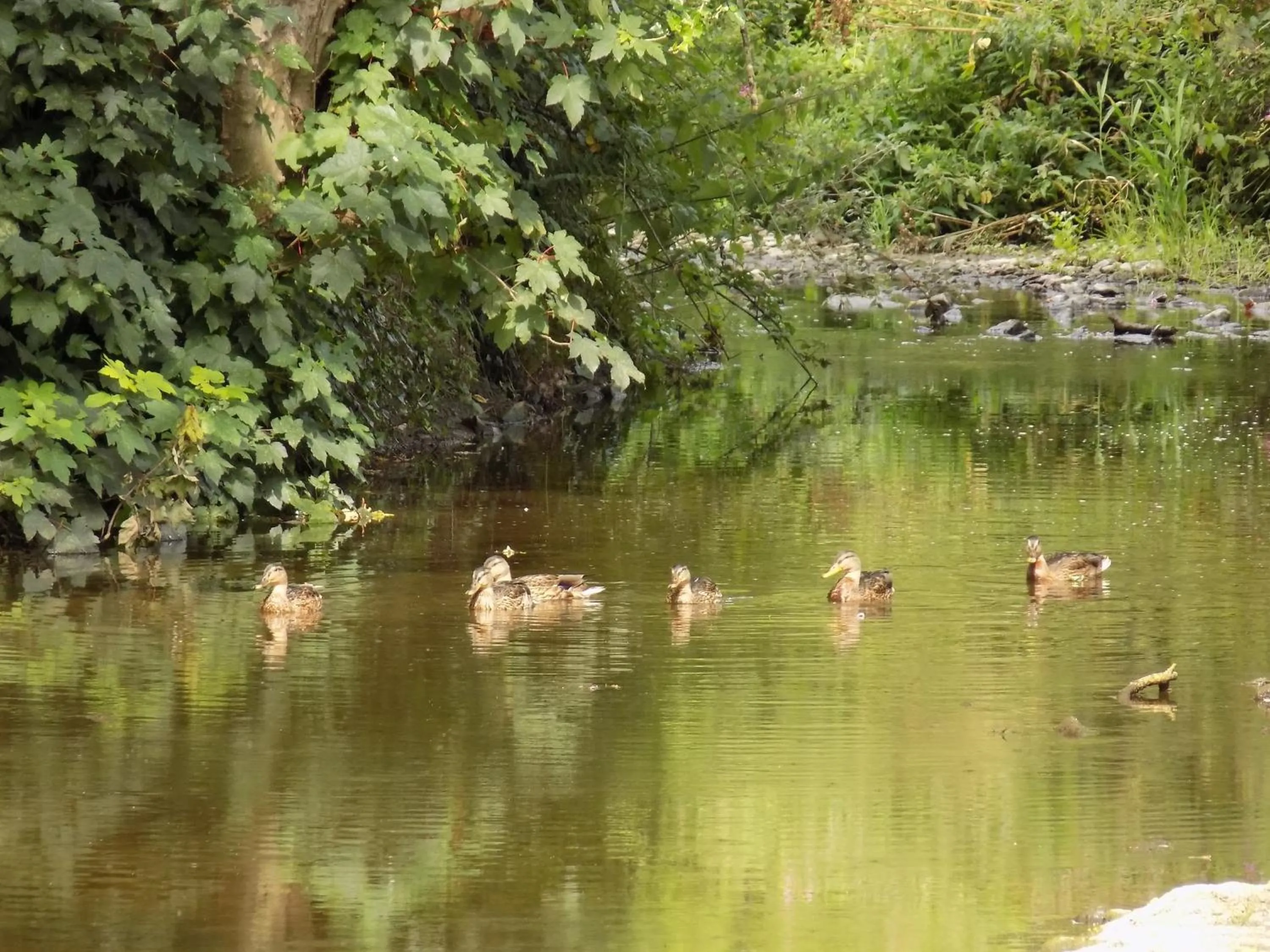 View (from property/room) in Flynns of Termonfeckin Boutique Hotel