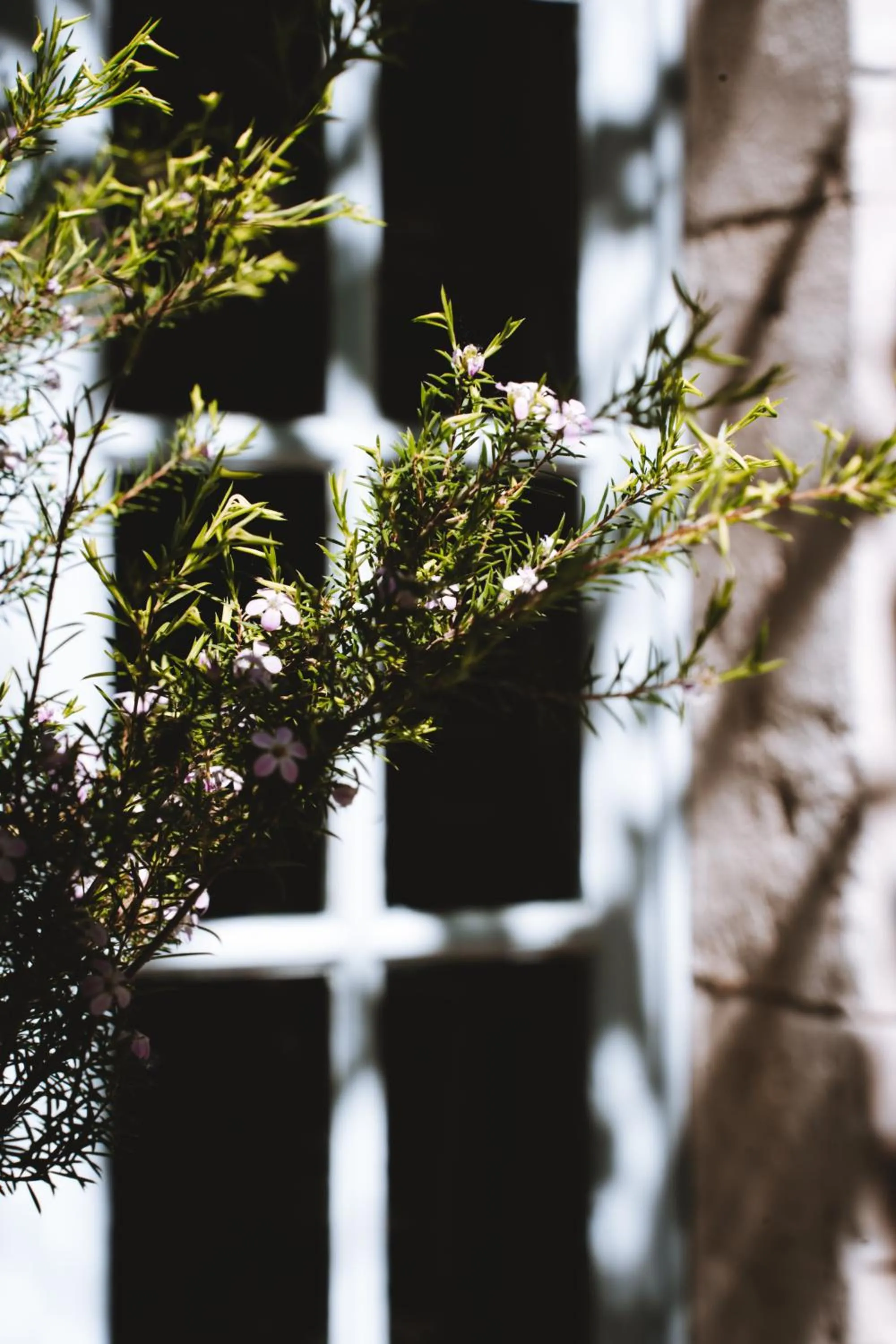 Spring in Bastide Rose