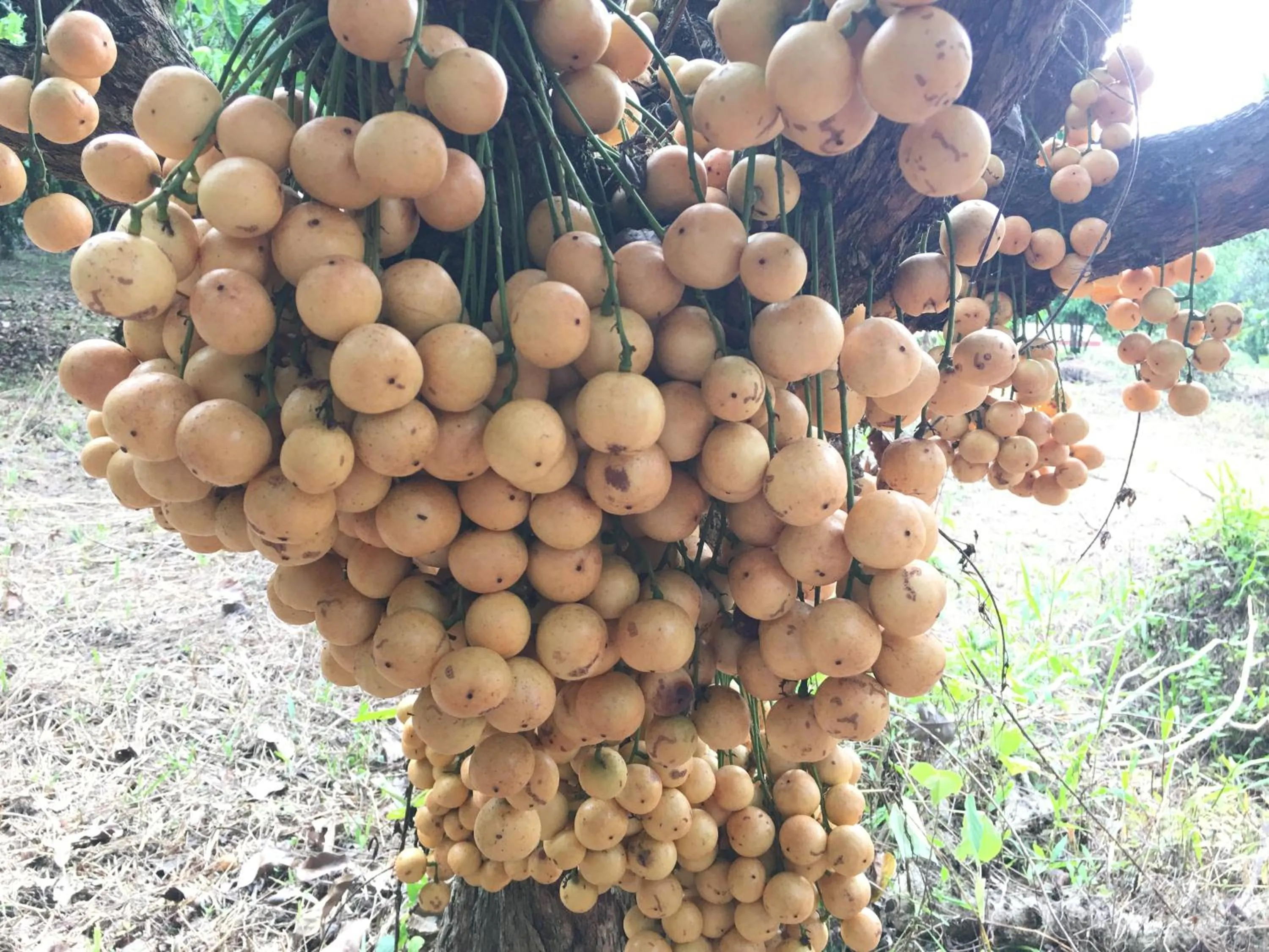 On site in นาหินลาดรีสอร์ท Nahinlad Resort