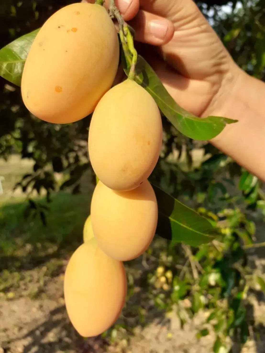 Food in นาหินลาดรีสอร์ท Nahinlad Resort Food in นาหินลาดรีสอร์ท Nahinlad Resort