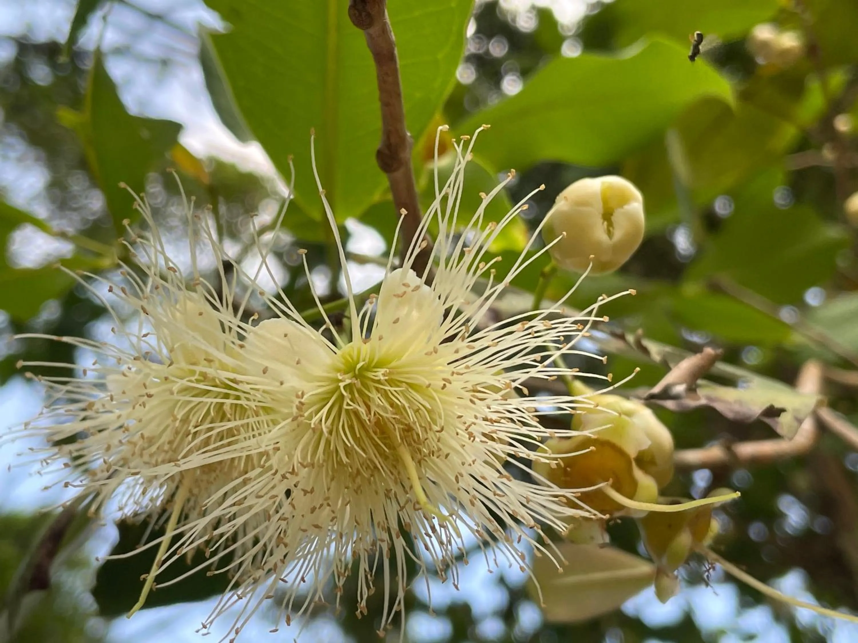 Garden in นาหินลาดรีสอร์ท Nahinlad Resort
