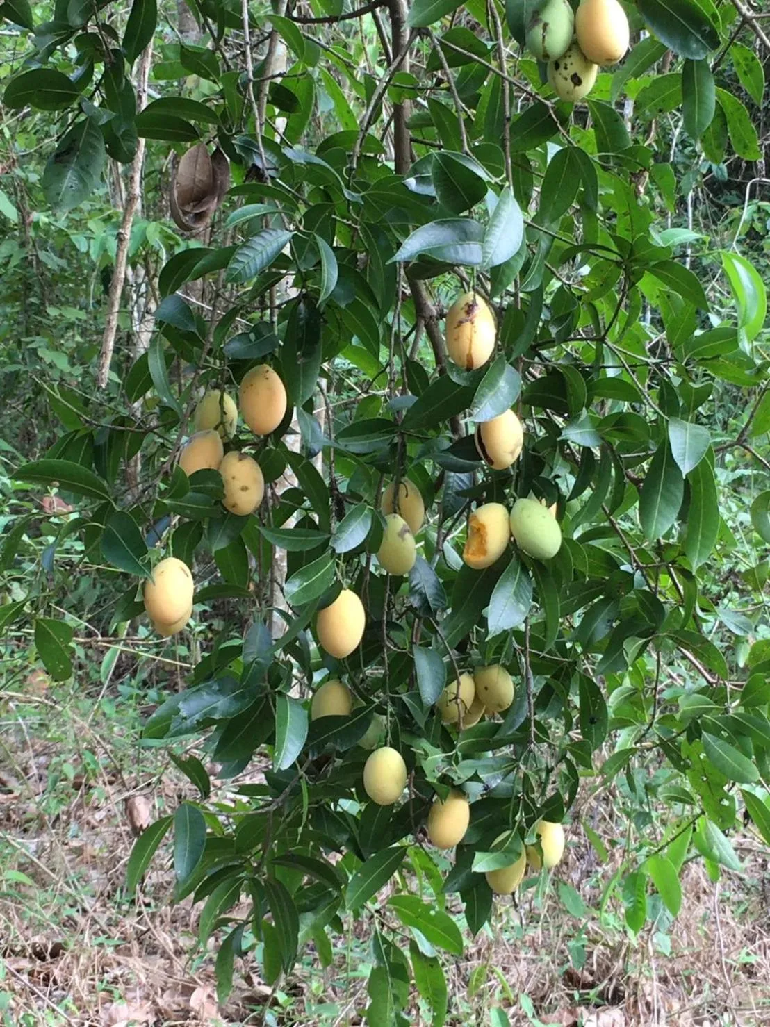 Food in นาหินลาดรีสอร์ท Nahinlad Resort