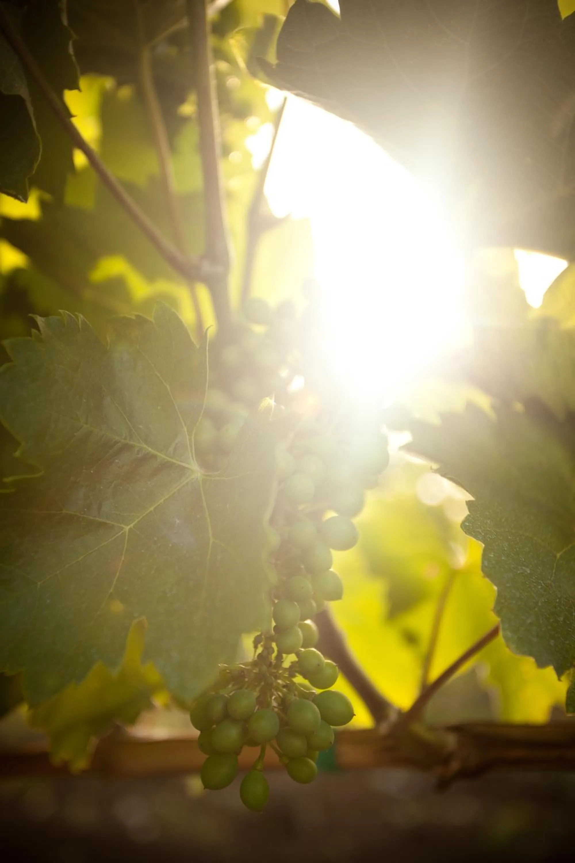 Neighbourhood in Angyal Borászat és Panzió