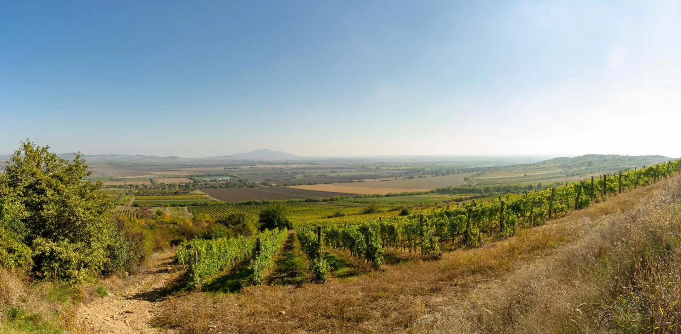 Natural landscape in Angyal Borászat és Panzió