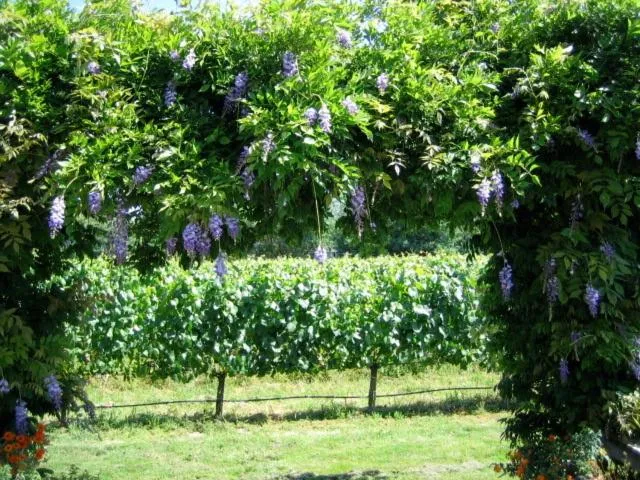 Pearlessence Vineyard Inn