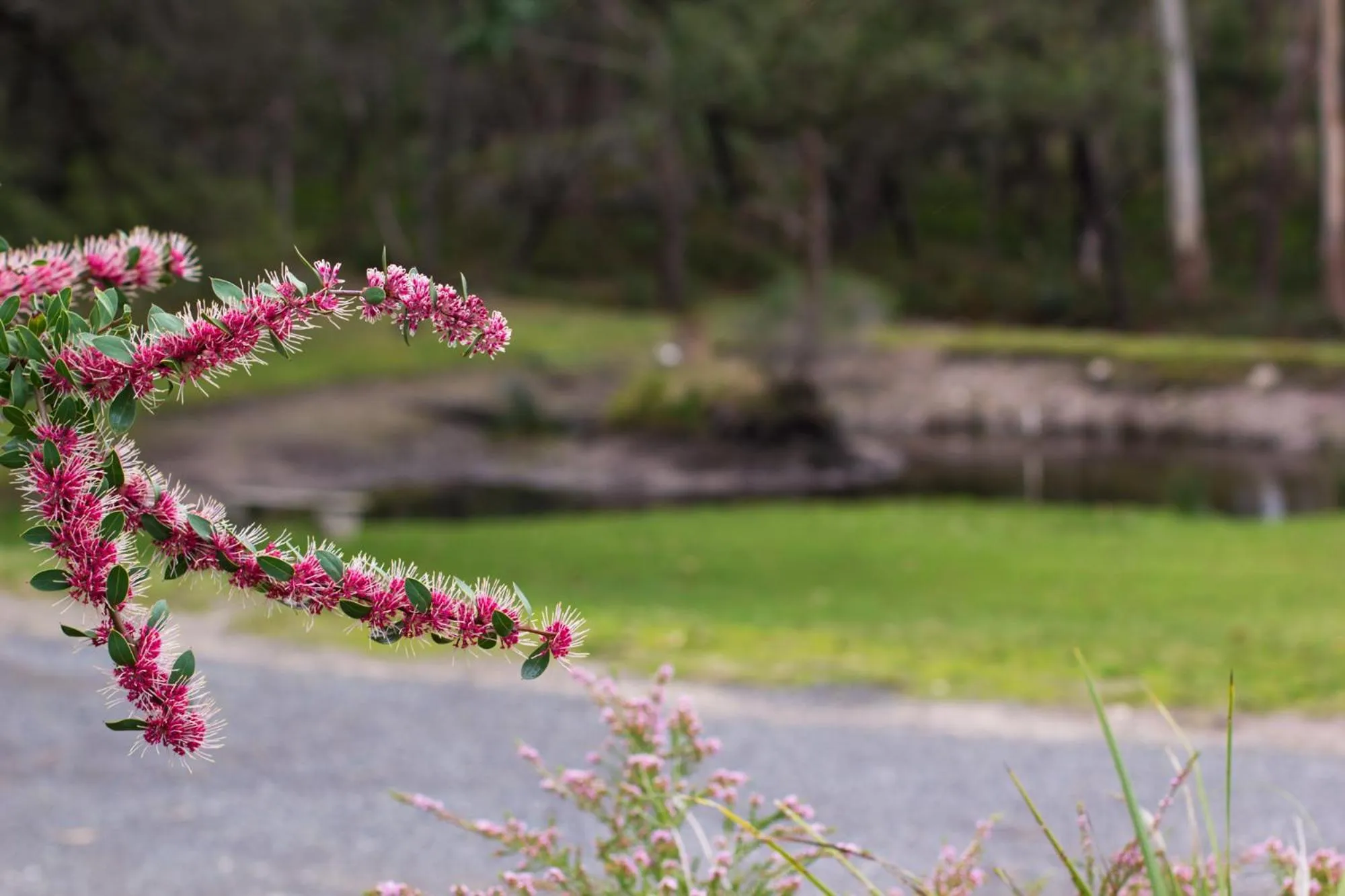 Garden in Marwood Villas
