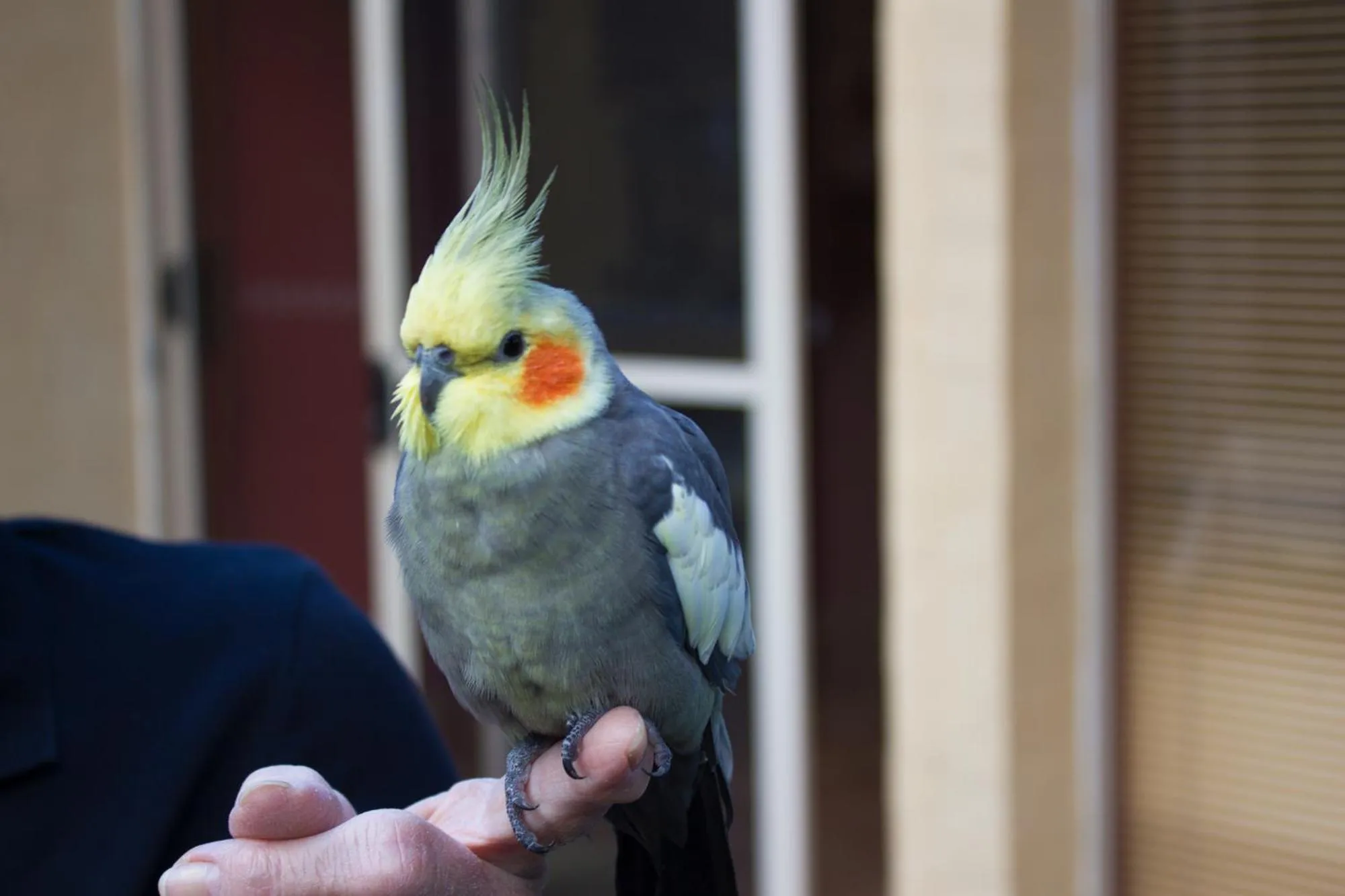 Animals in Marwood Villas