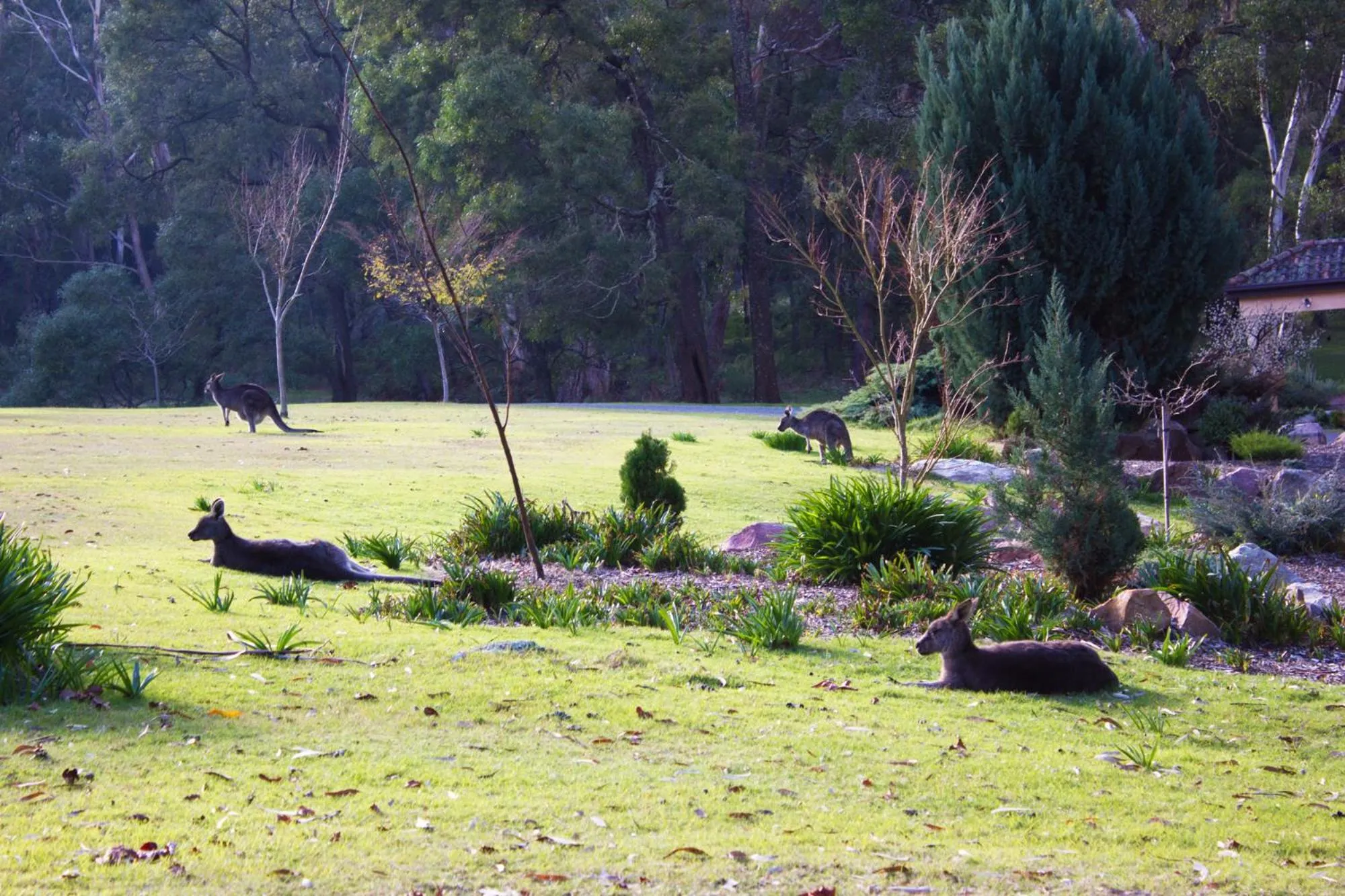 Animals in Marwood Villas