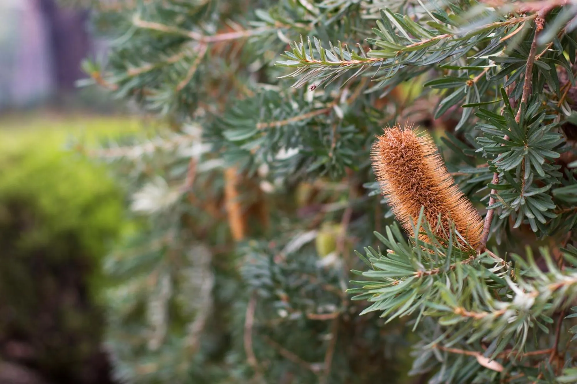 Garden in Marwood Villas