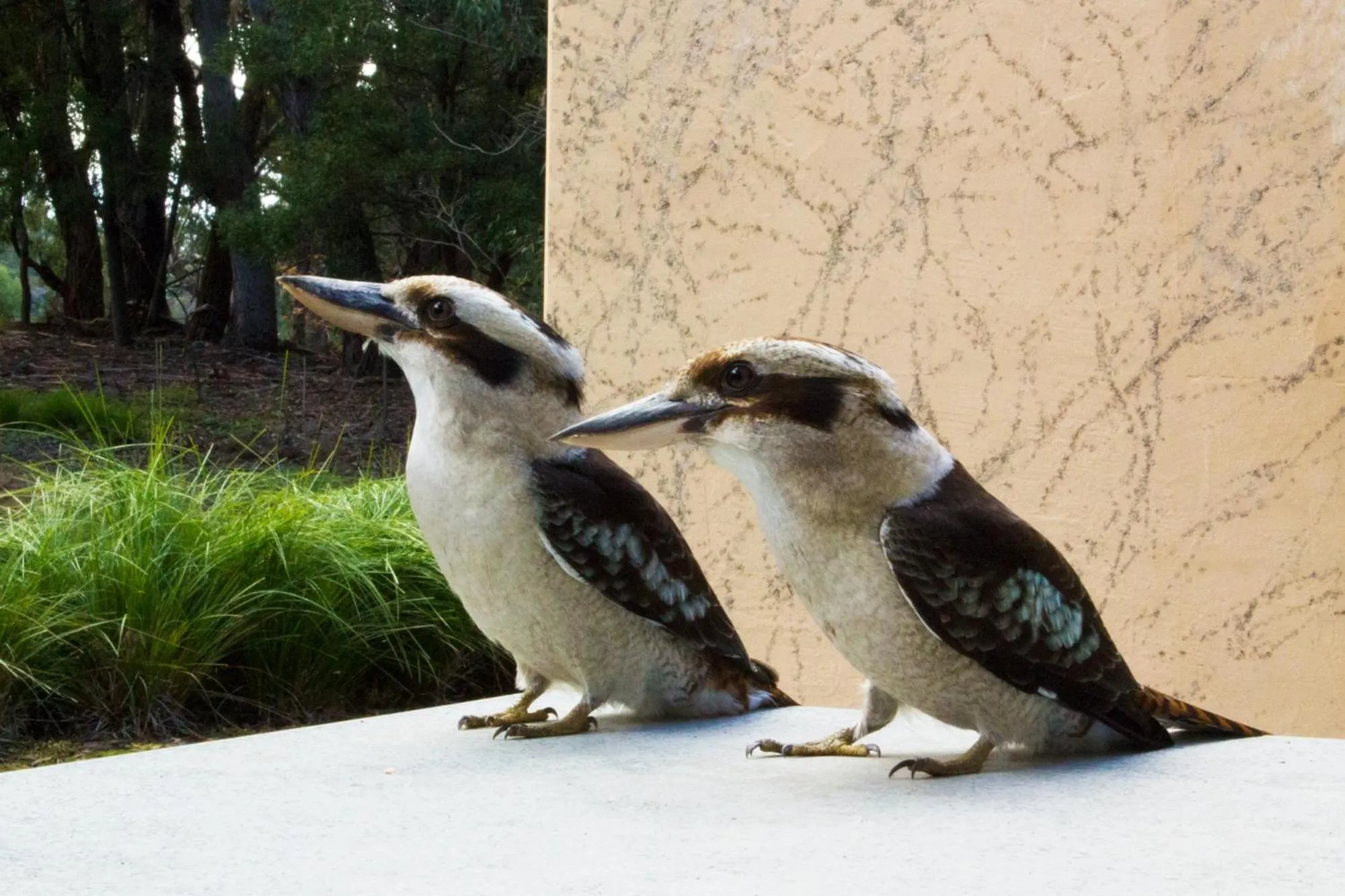 Animals in Marwood Villas