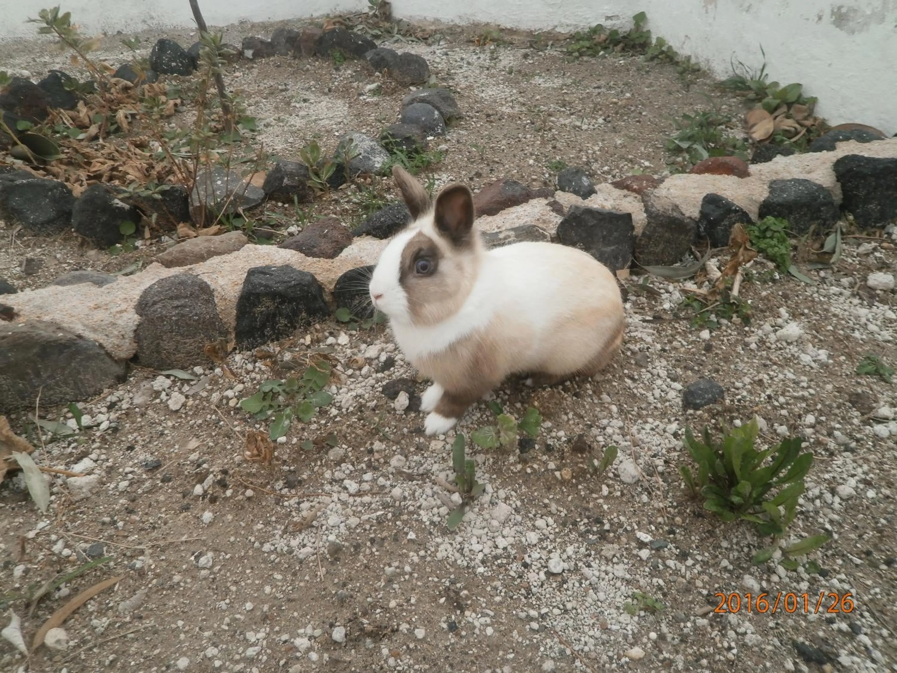 Garden in Villa Ostria