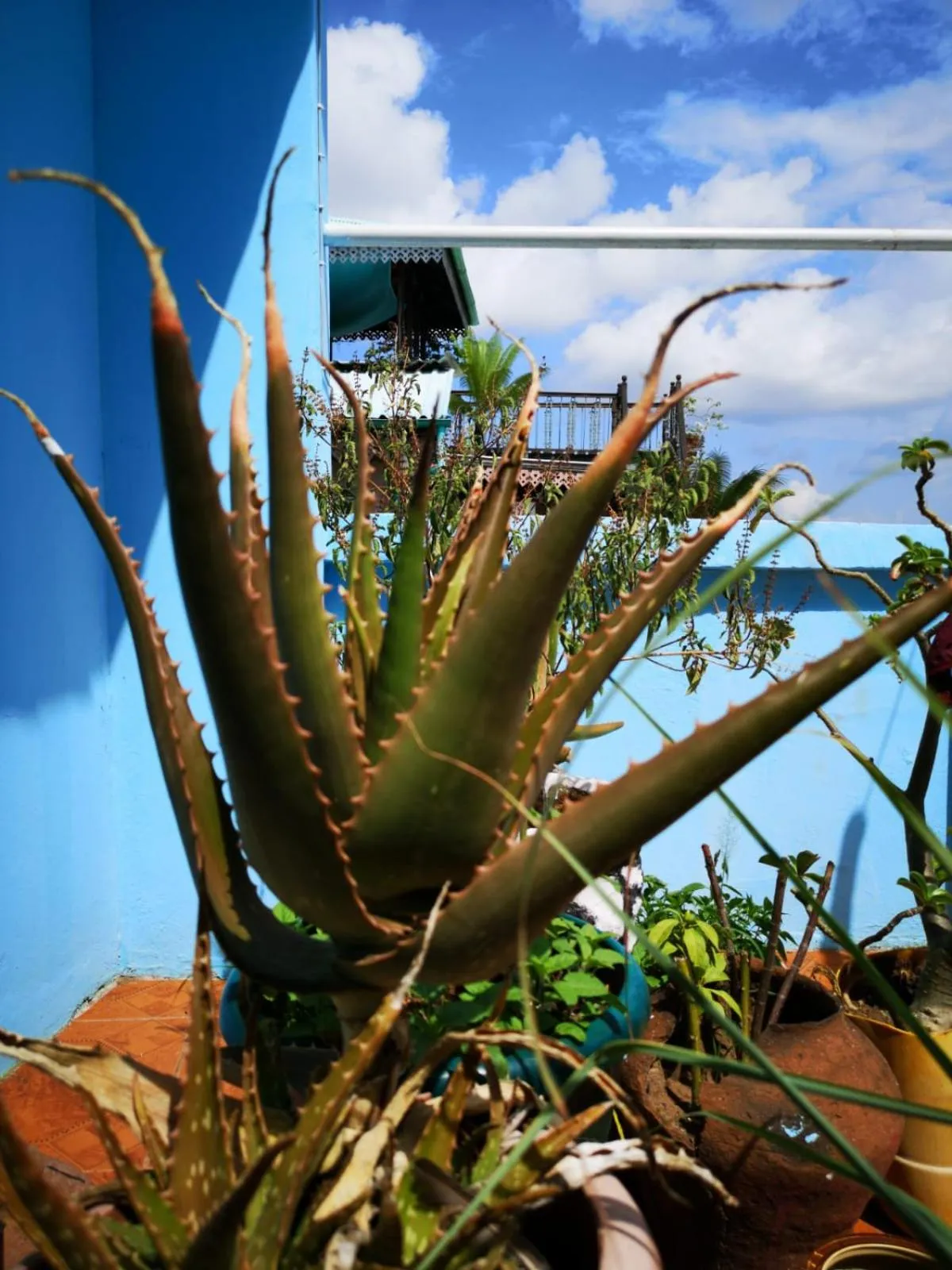 Garden view in Bottoms Up