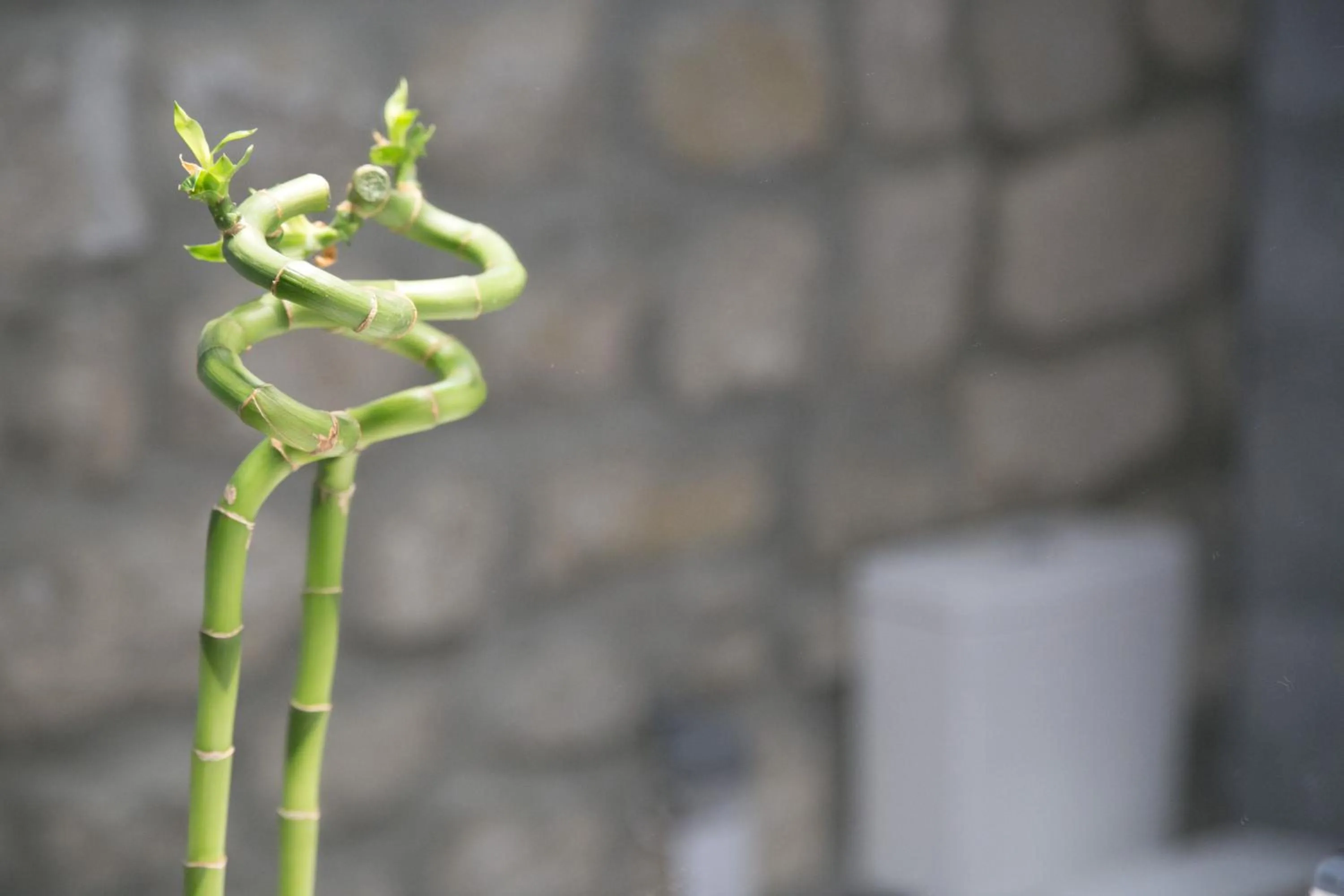 Apartamentos Turísticos La Casa Vieja