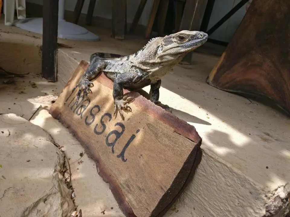 Pets in Massai Apartments