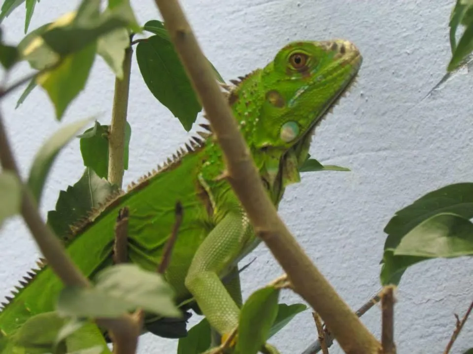 Pets in Massai Apartments