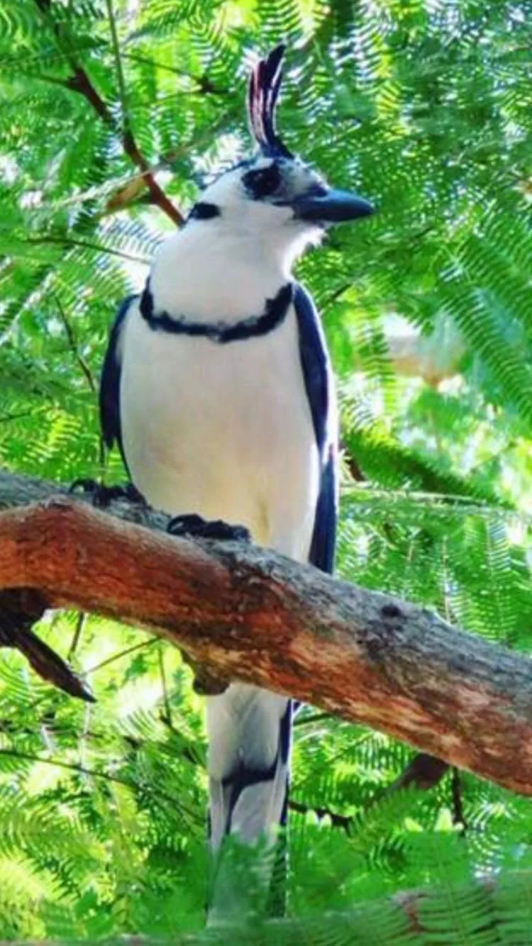 Animals in Massai Apartments