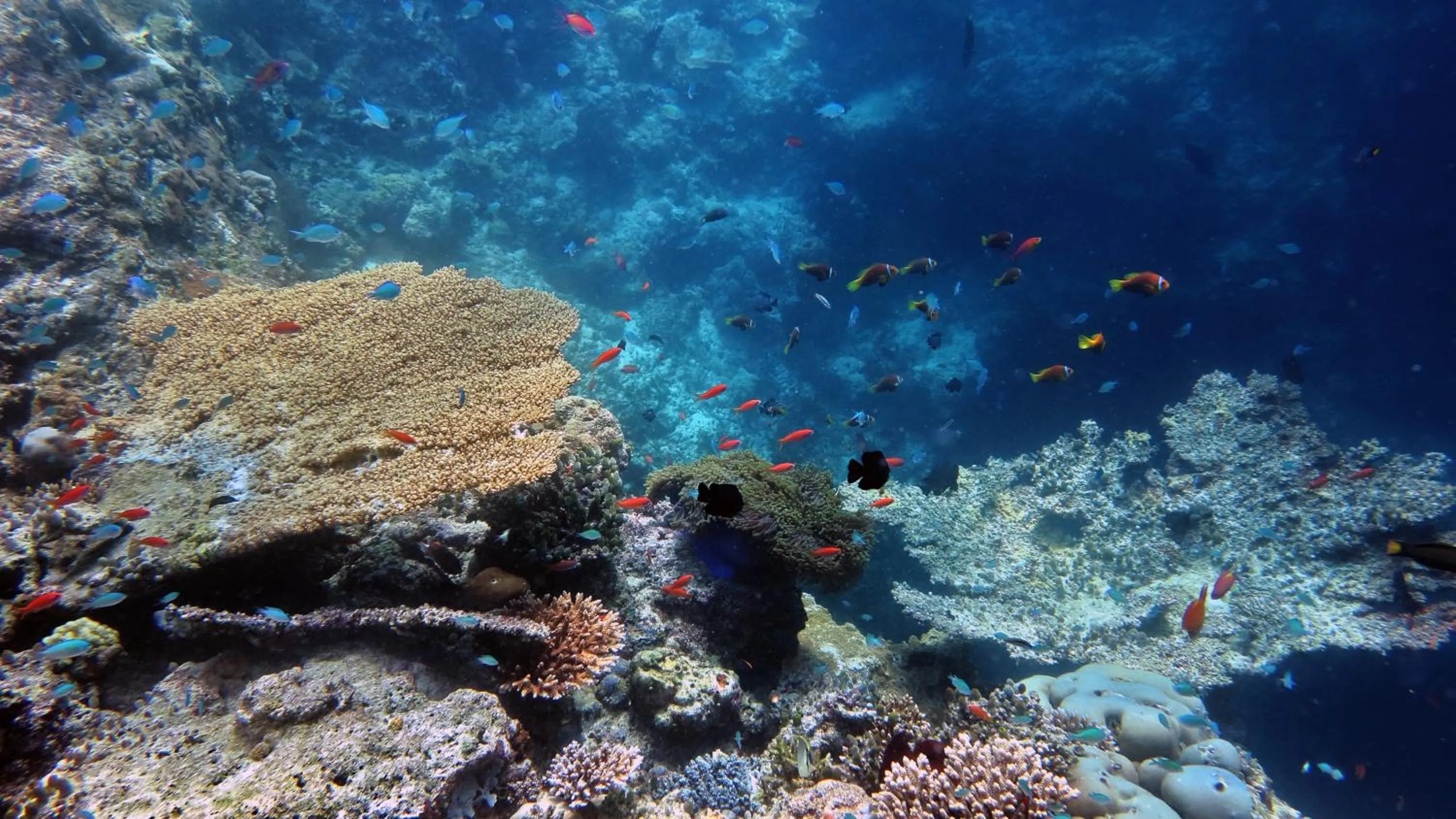Snorkeling in Stingray Beach Inn