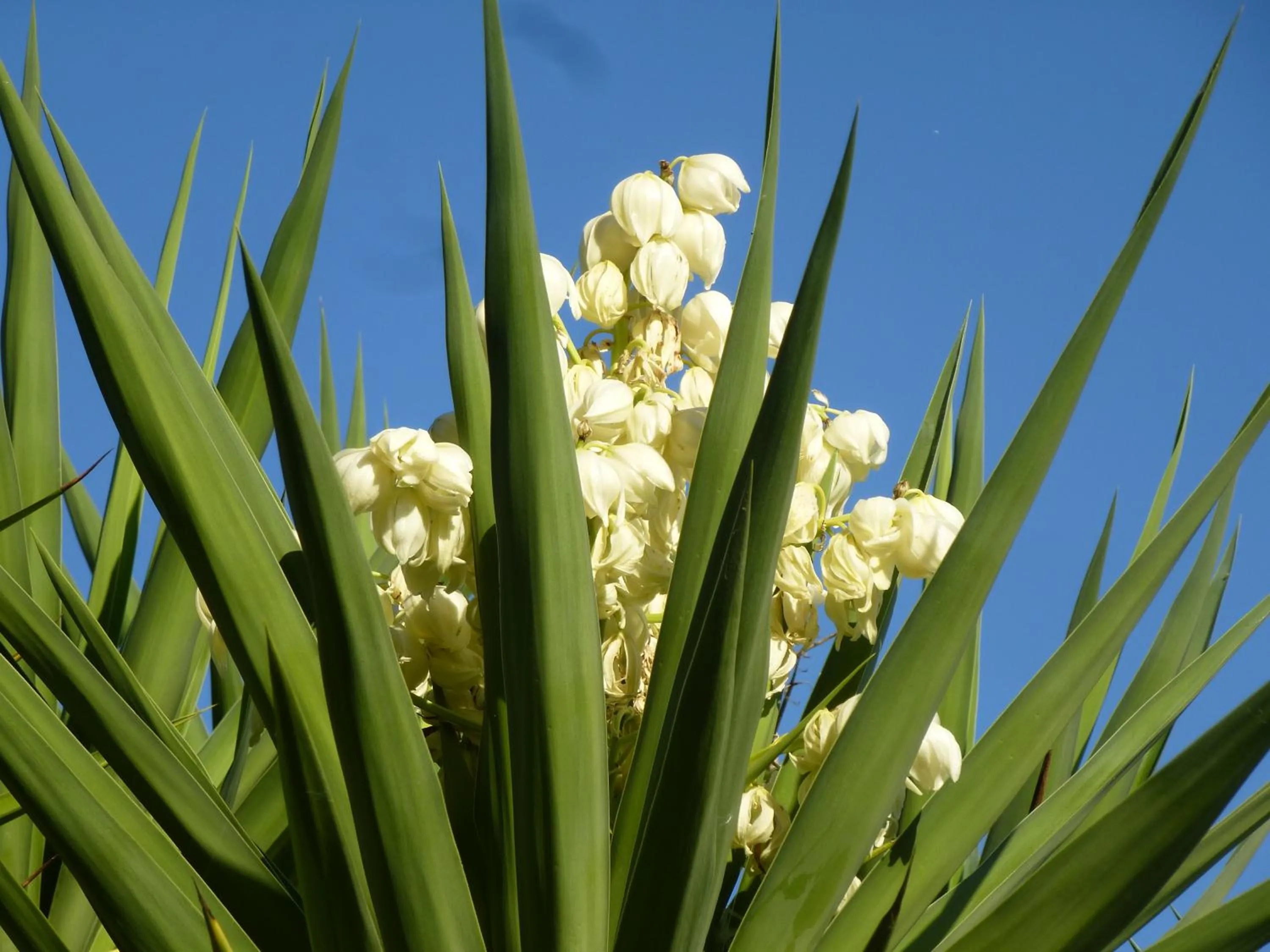Garden in Casa Marcè a "Sonno"