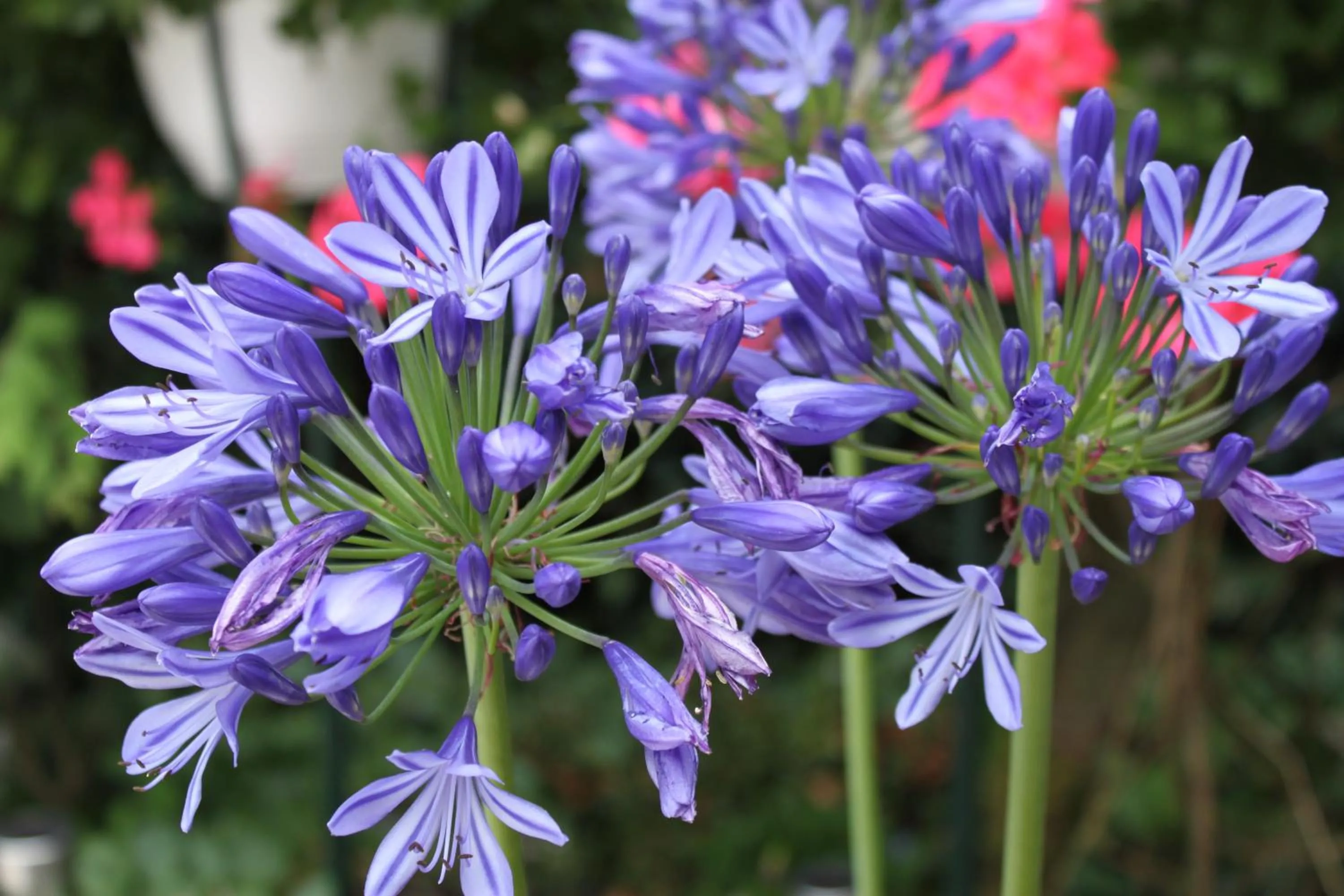 Garden in Rene's B&B