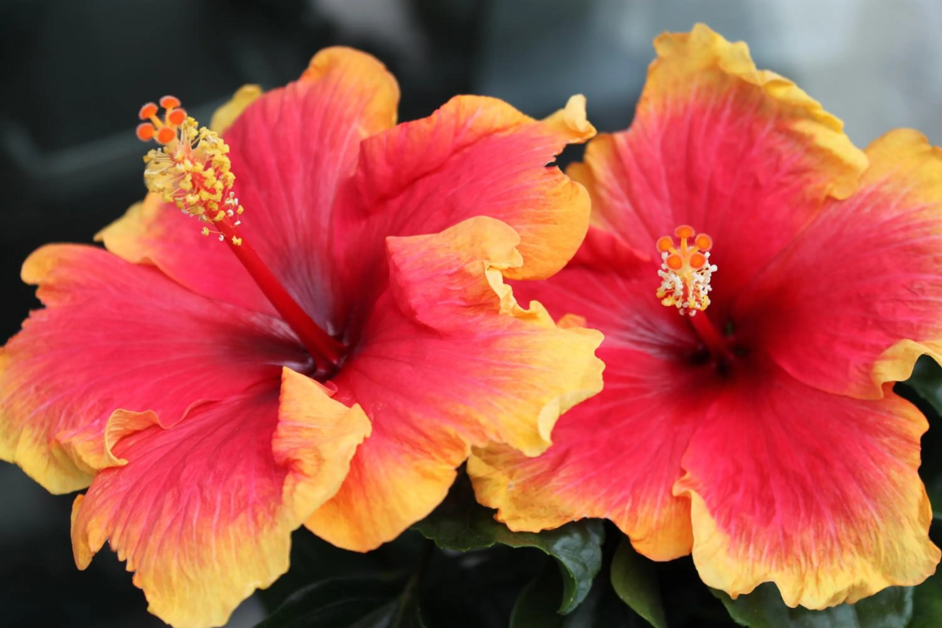Bedroom in Rene's B&B
