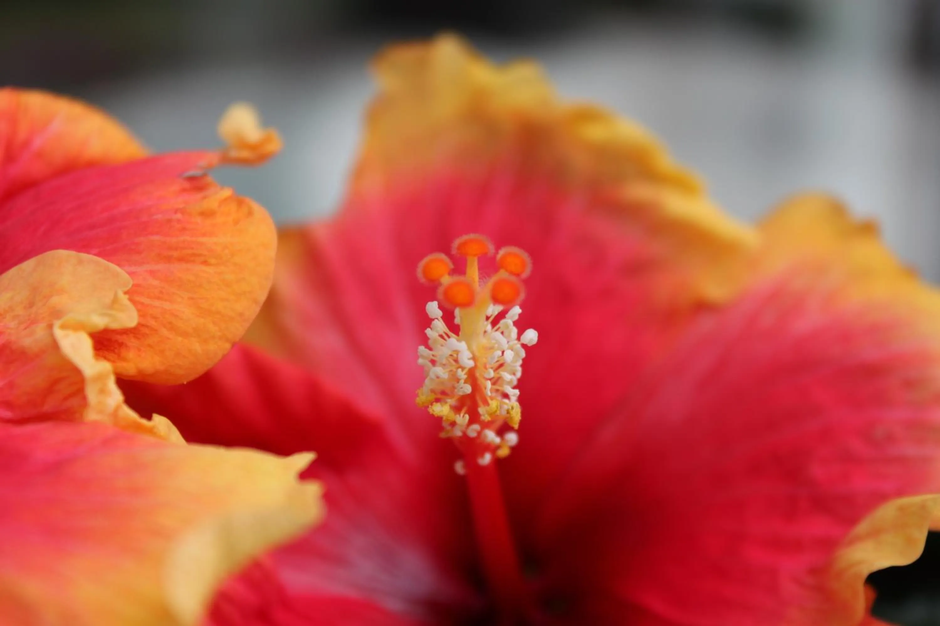 Garden in Rene's B&B