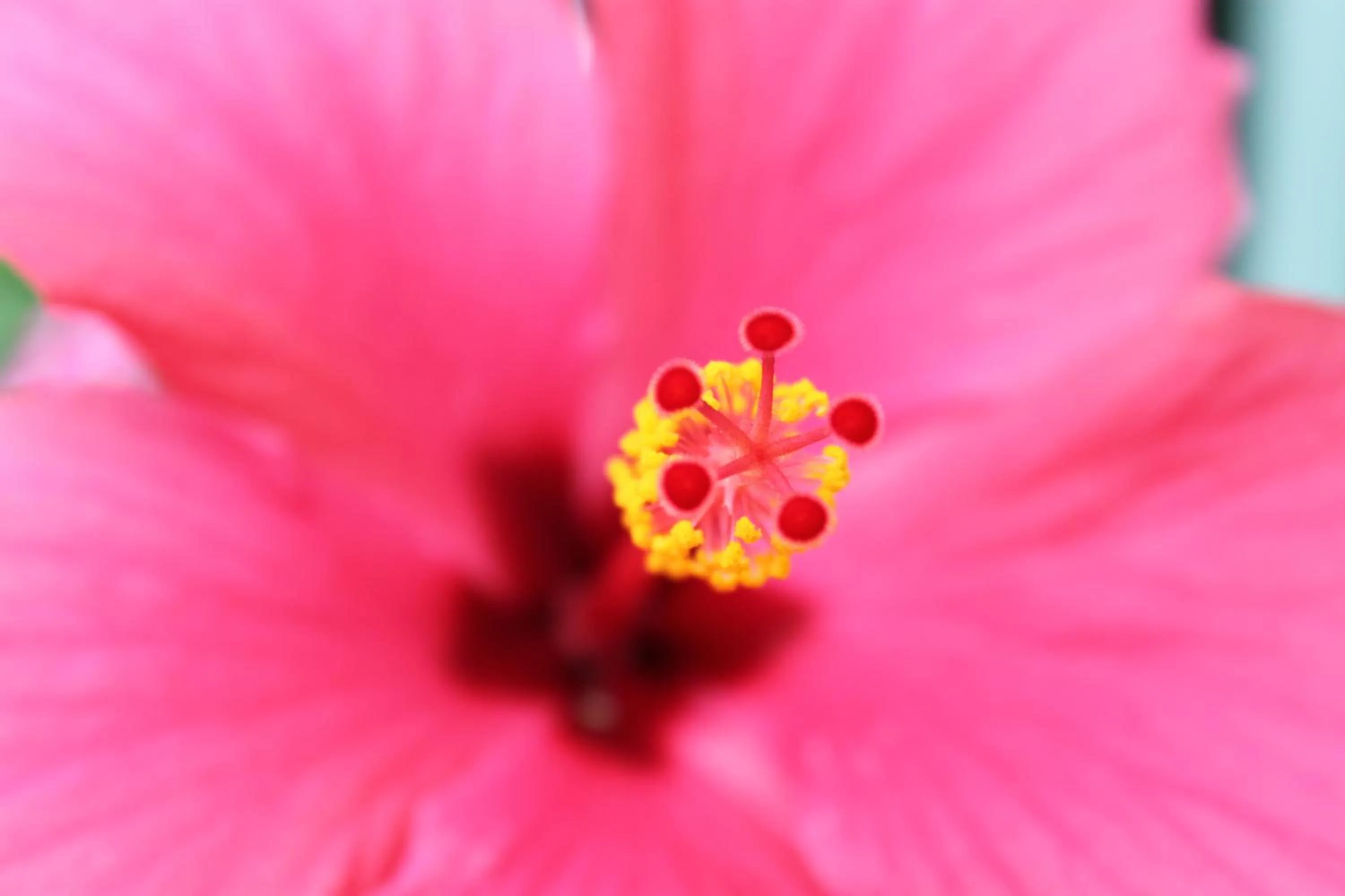 Garden in Rene's B&B