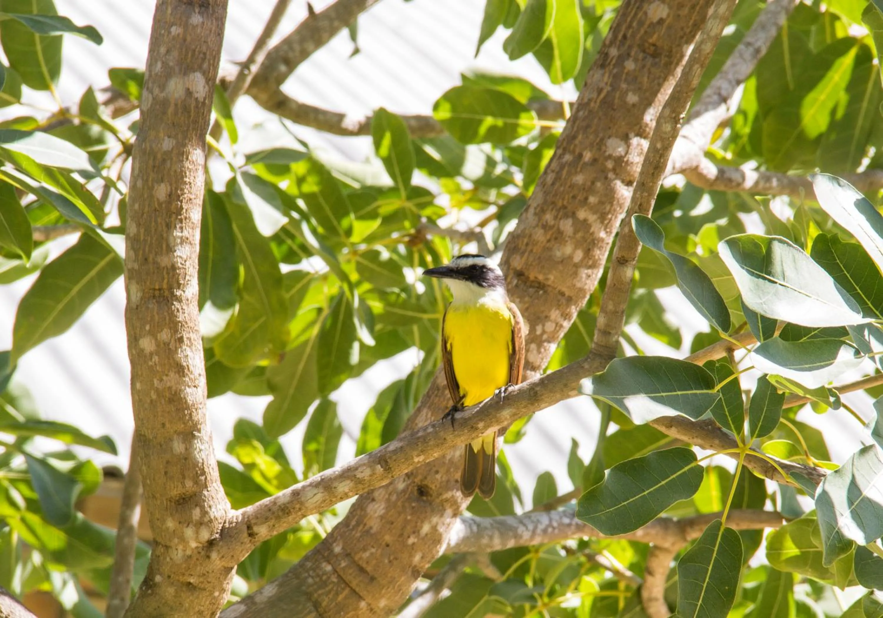 Animals in Villa del Mar Praia Hotel