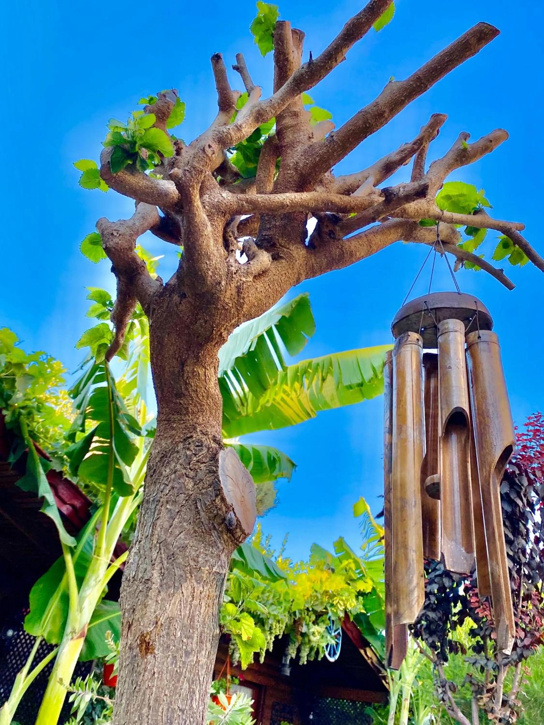 Garden in Alacati Kayezta Hotel