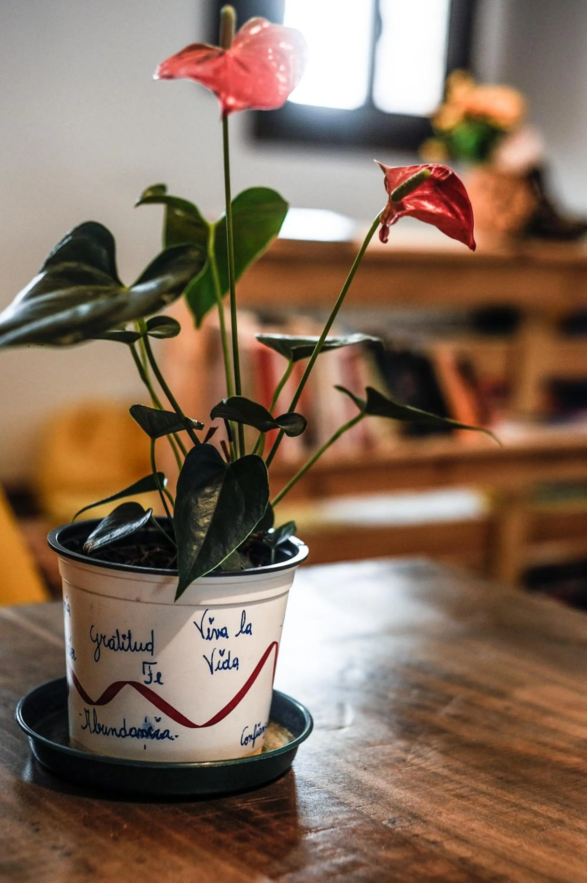 Albergue Estrella Guia Solo Peregrinos