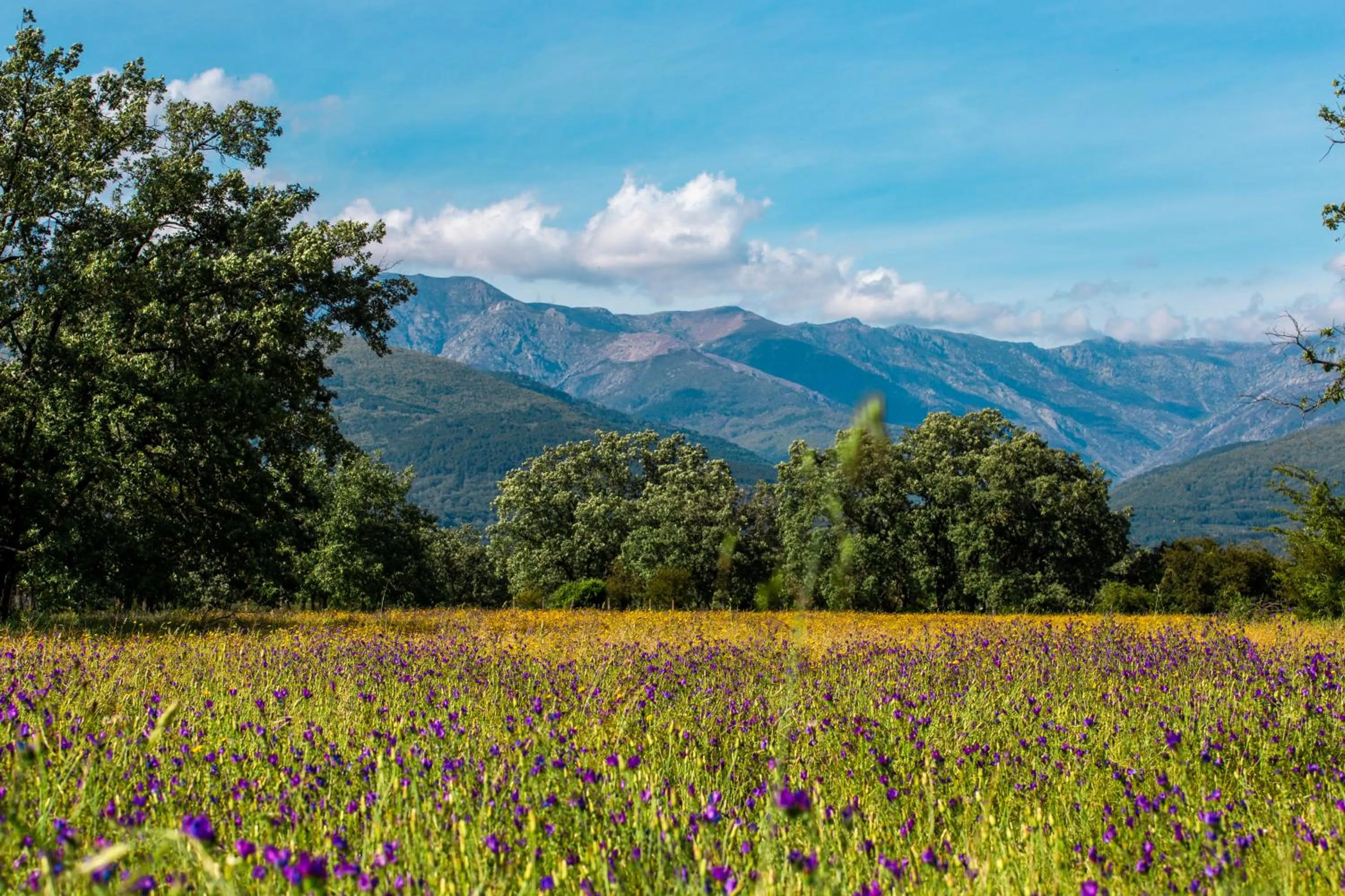 Hostal Los Castañuelos