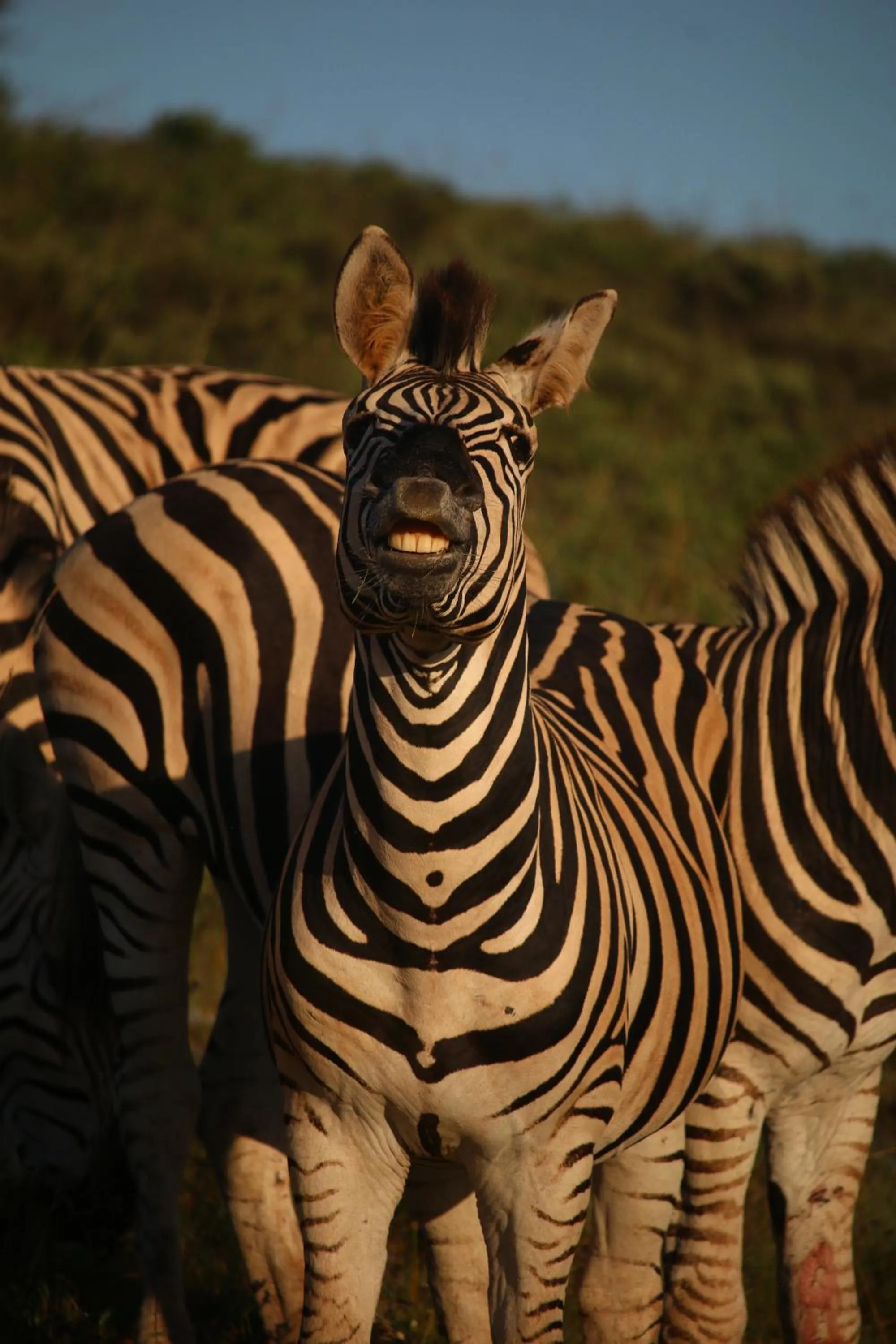 Garden Route Safari Camp