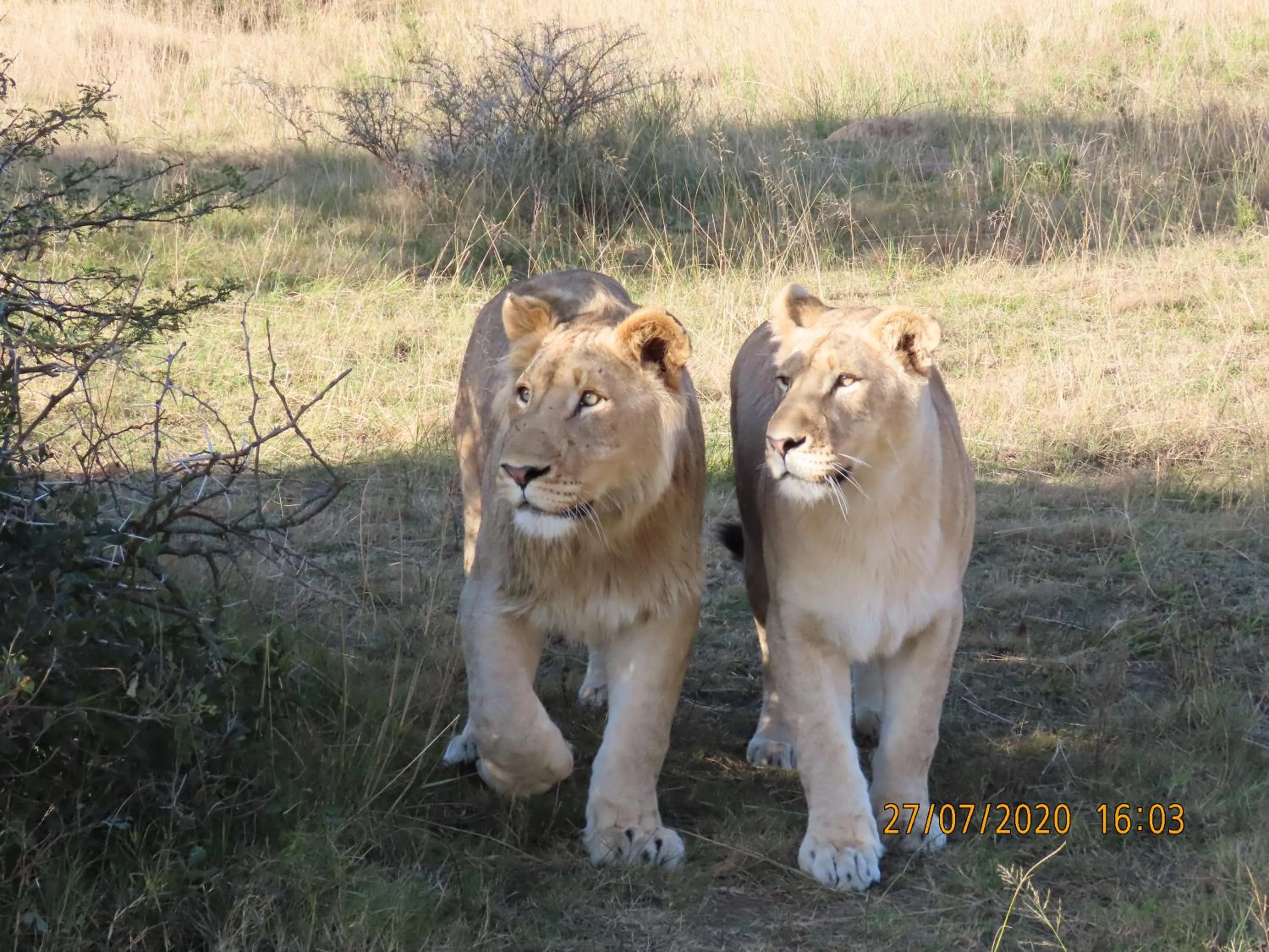 Animals in Garden Route Safari Camp