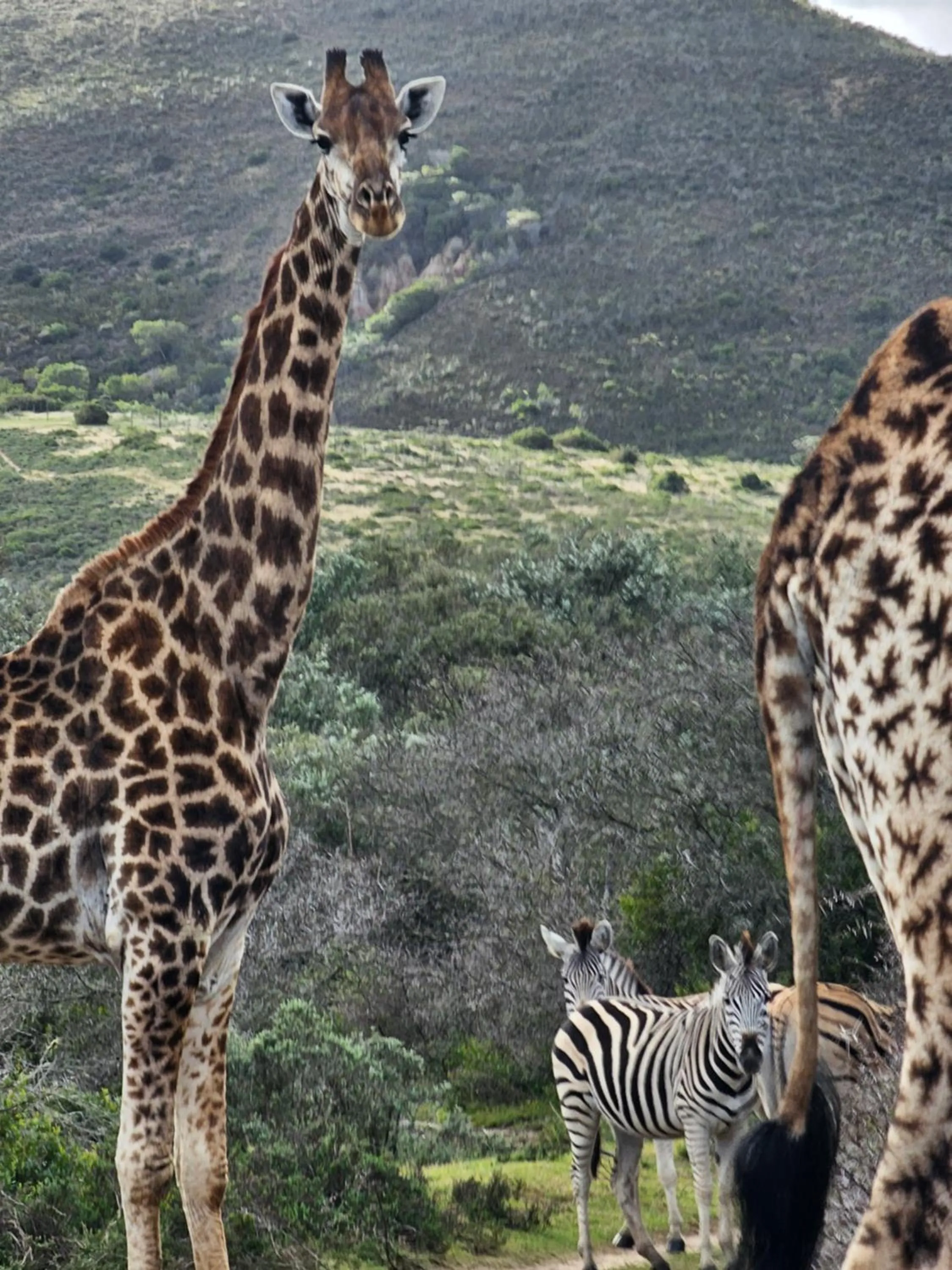 Garden Route Safari Camp