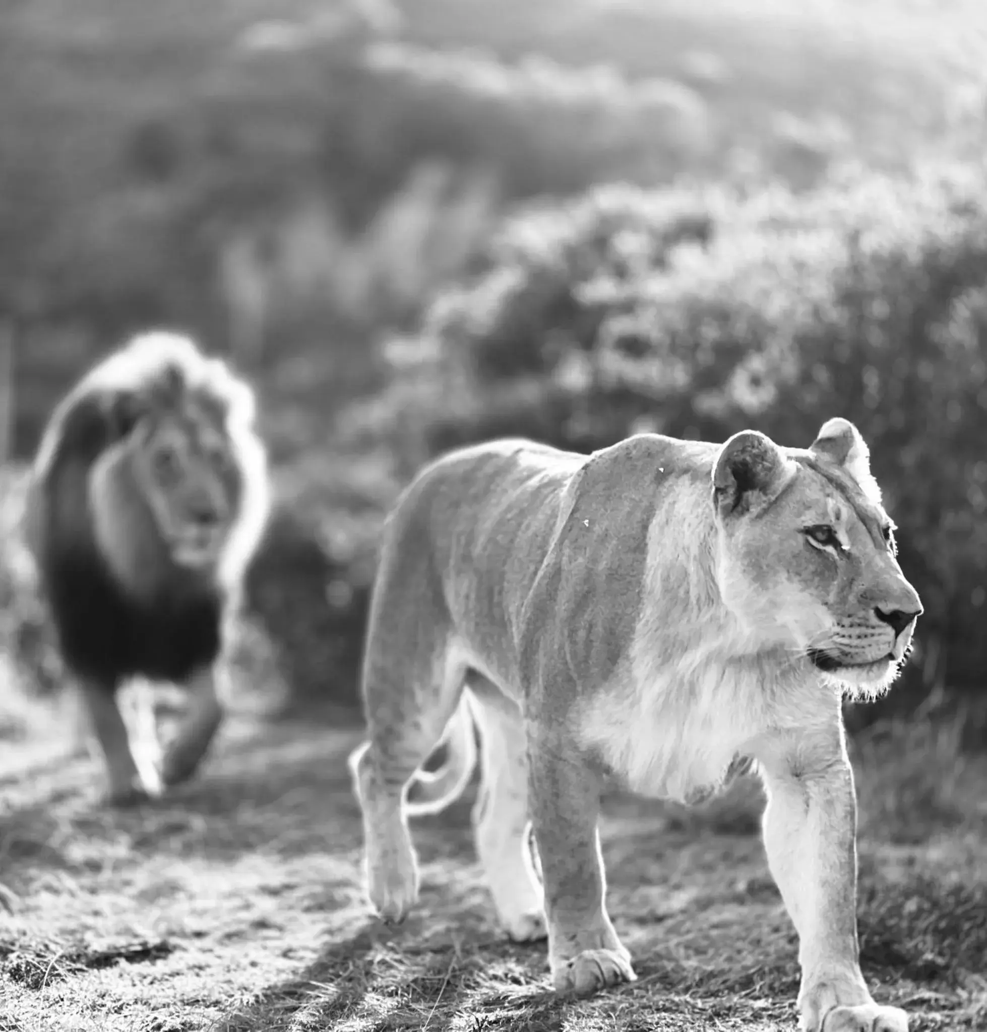 Garden Route Safari Camp Garden Route Safari Camp