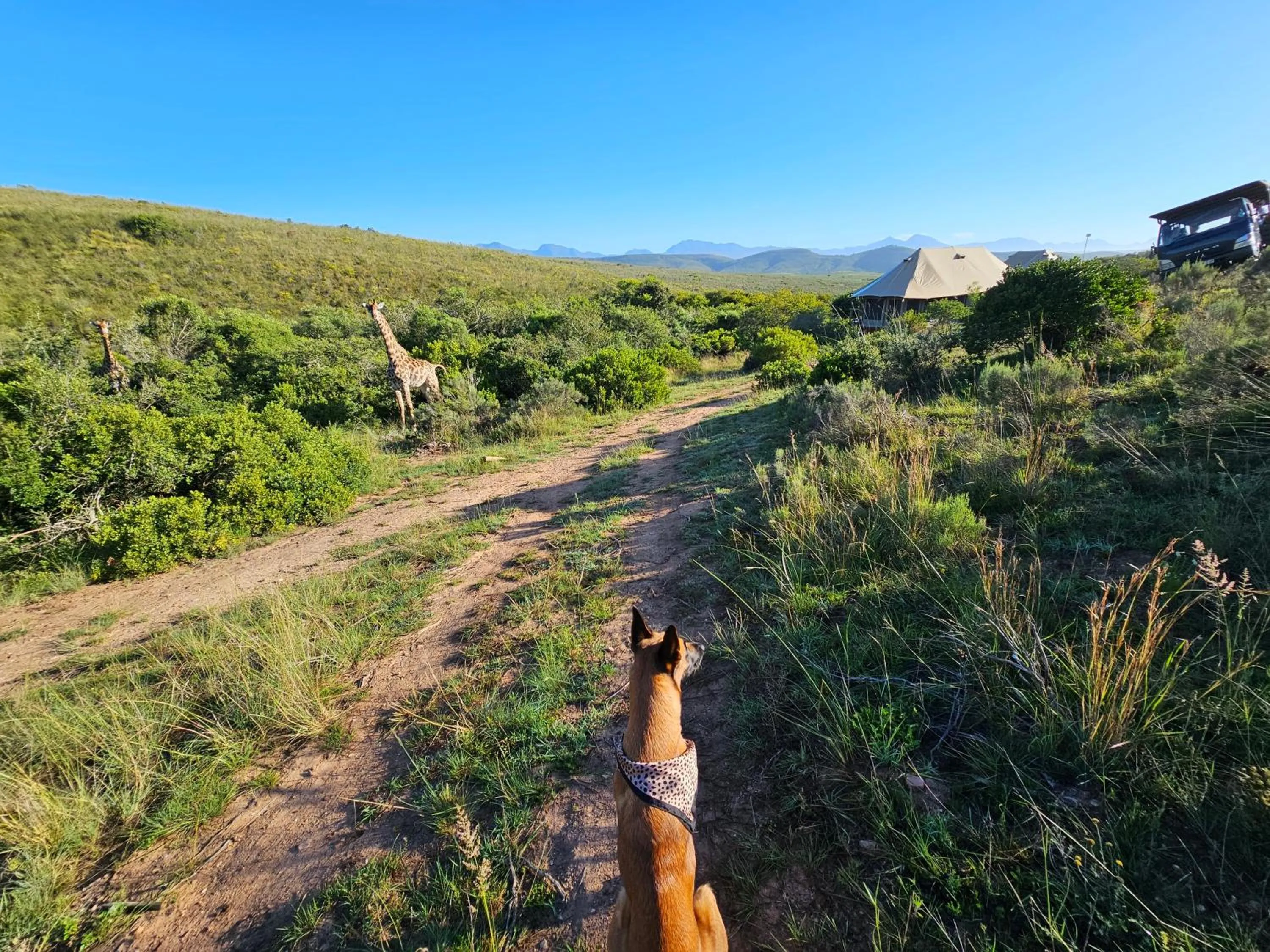 Spring in Garden Route Safari Camp