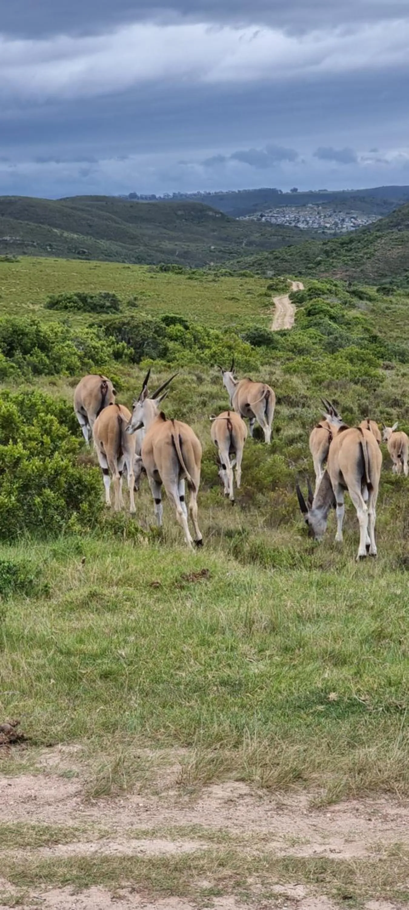 Garden Route Safari Camp