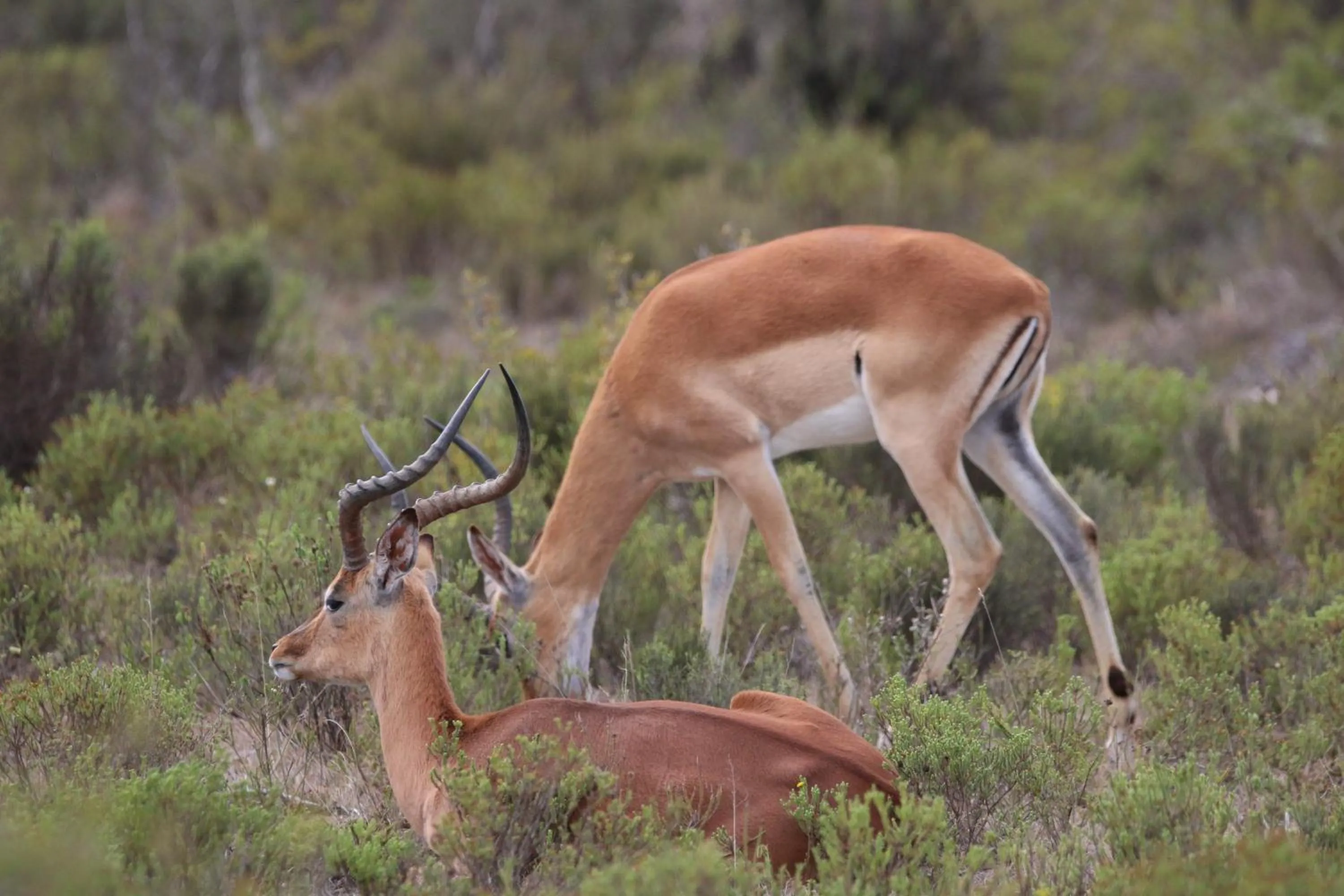 Animals in Garden Route Safari Camp