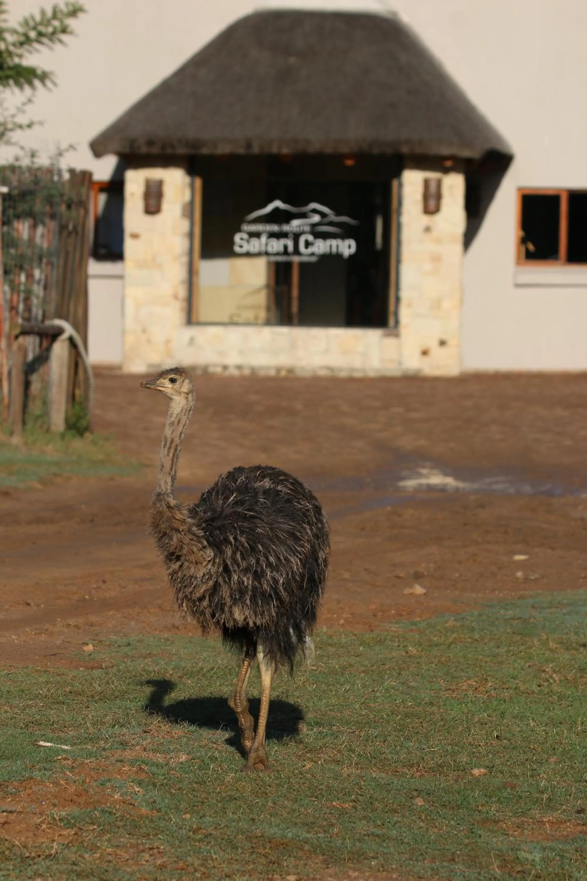 Day in Garden Route Safari Camp
