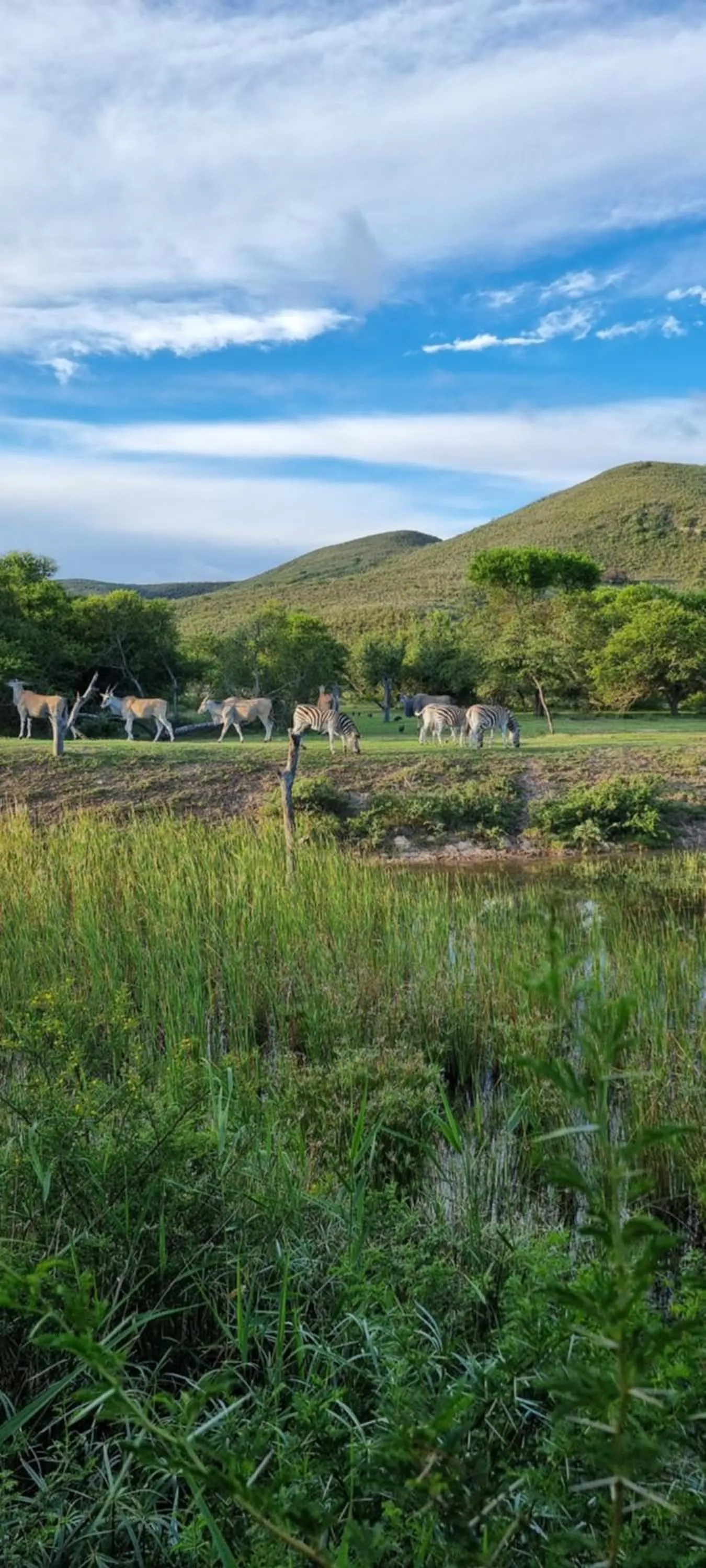 Day in Garden Route Safari Camp